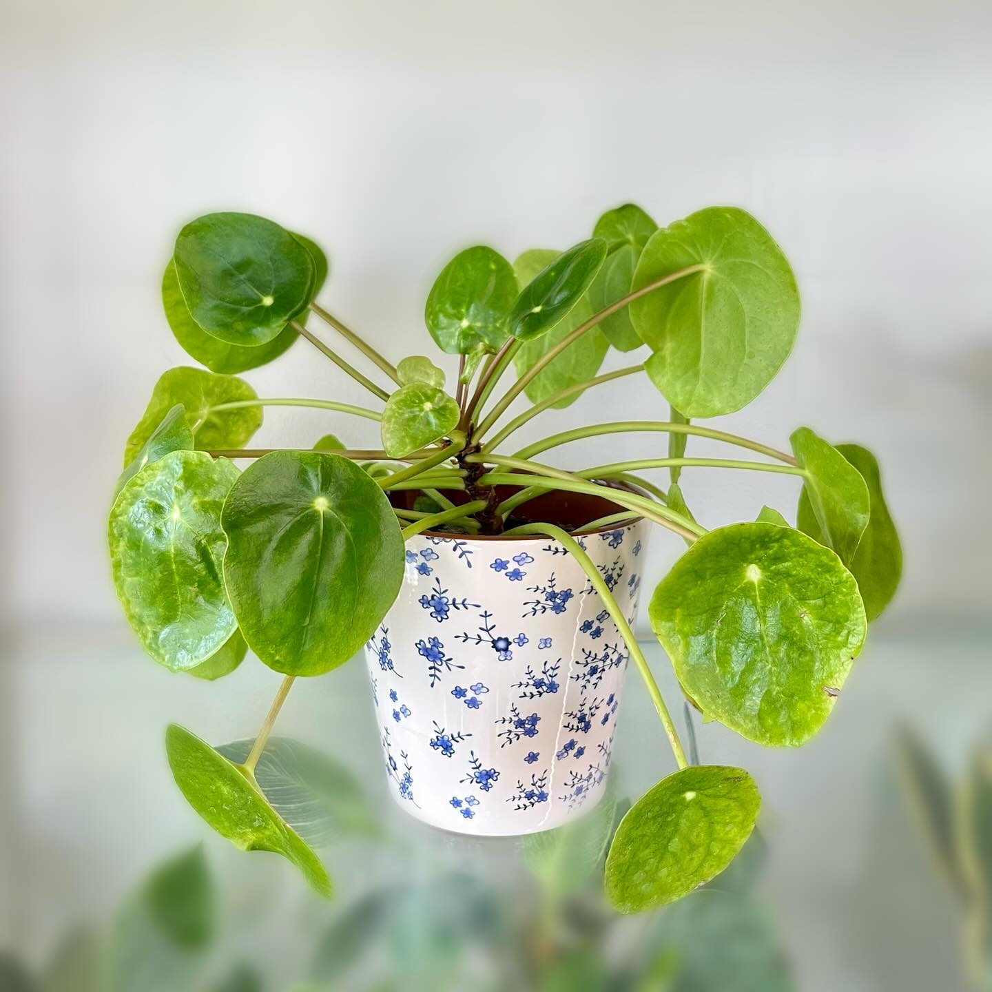 Friendship Plant (Pilea involucrata)