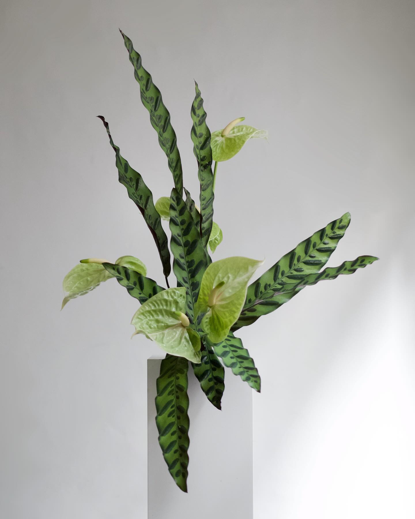 Rattlesnake Plant (Calathea lancifolia)