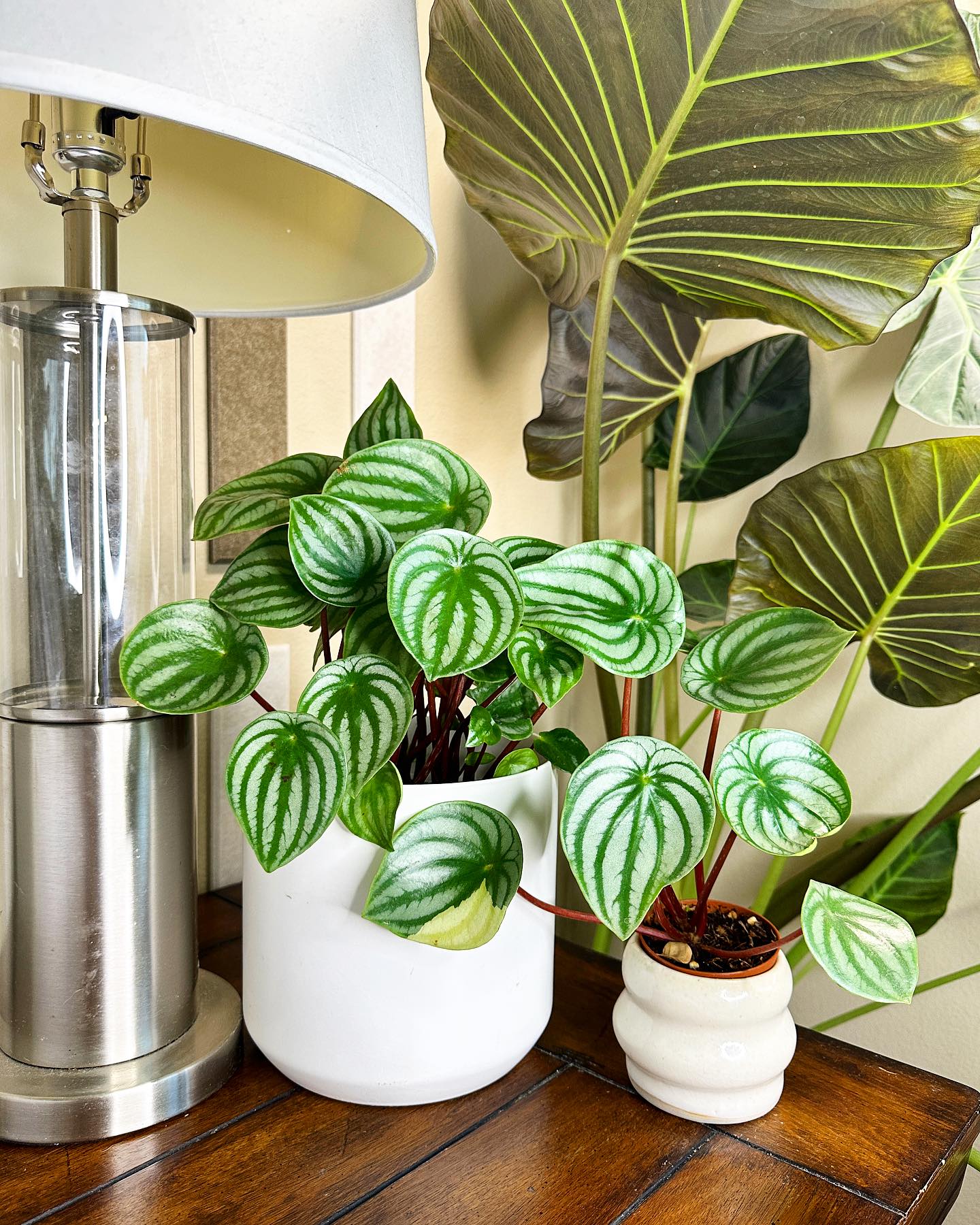 Watermelon Peperomia (Peperomia argyreia)