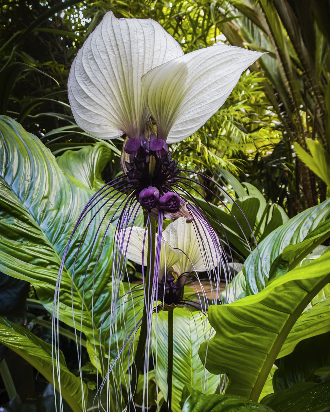 Bat Flower (Tacca chantrieri)