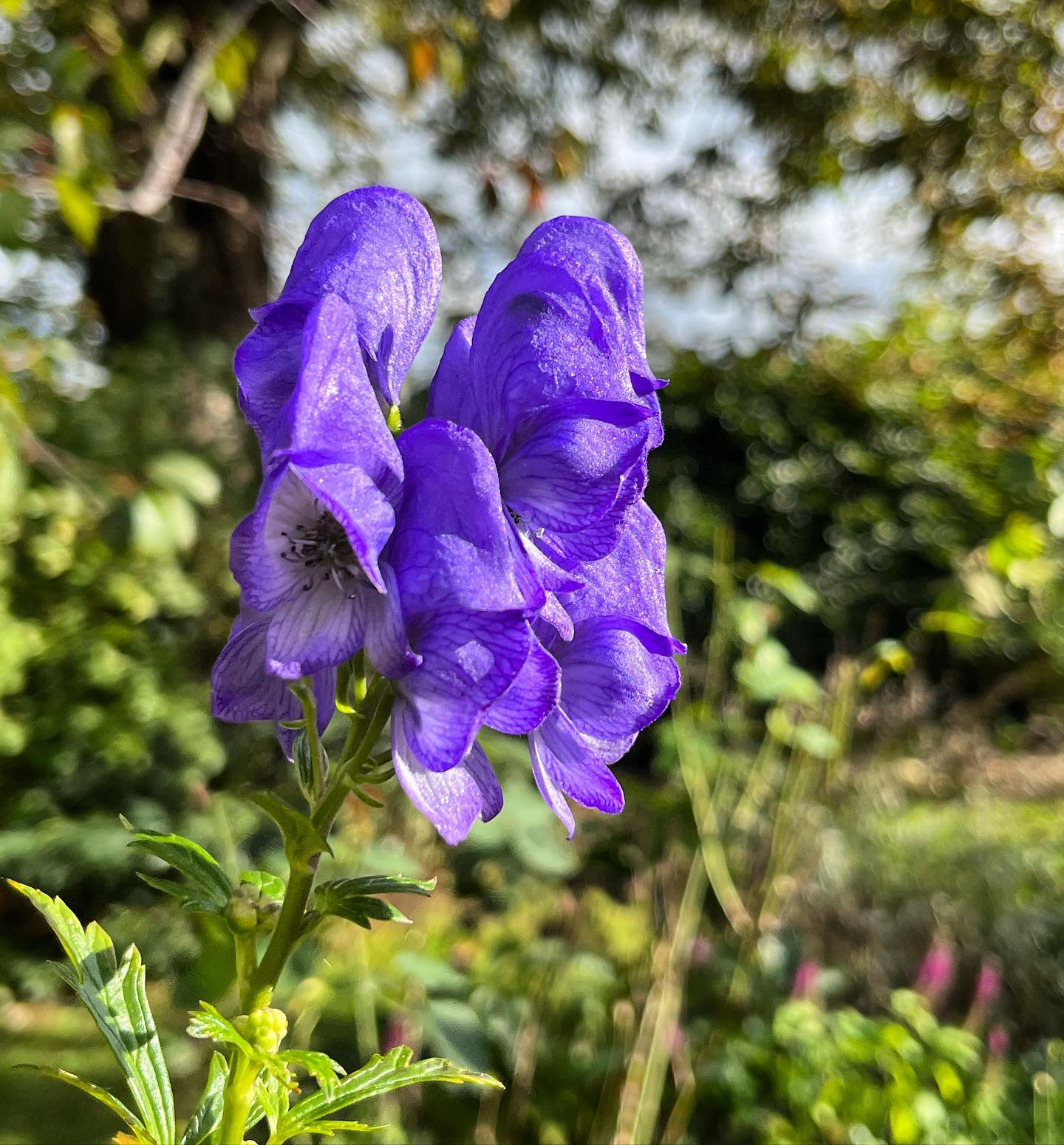 Monkshood (Aconitum napellus)