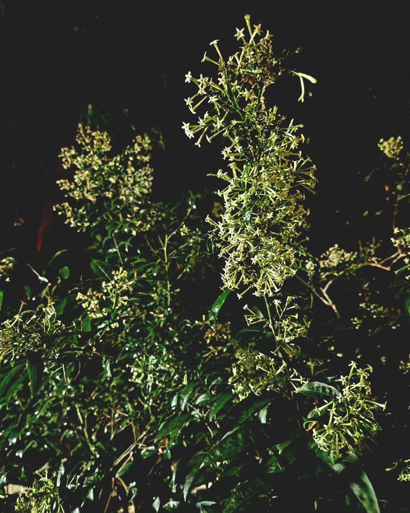 Night-Blooming Jasmine