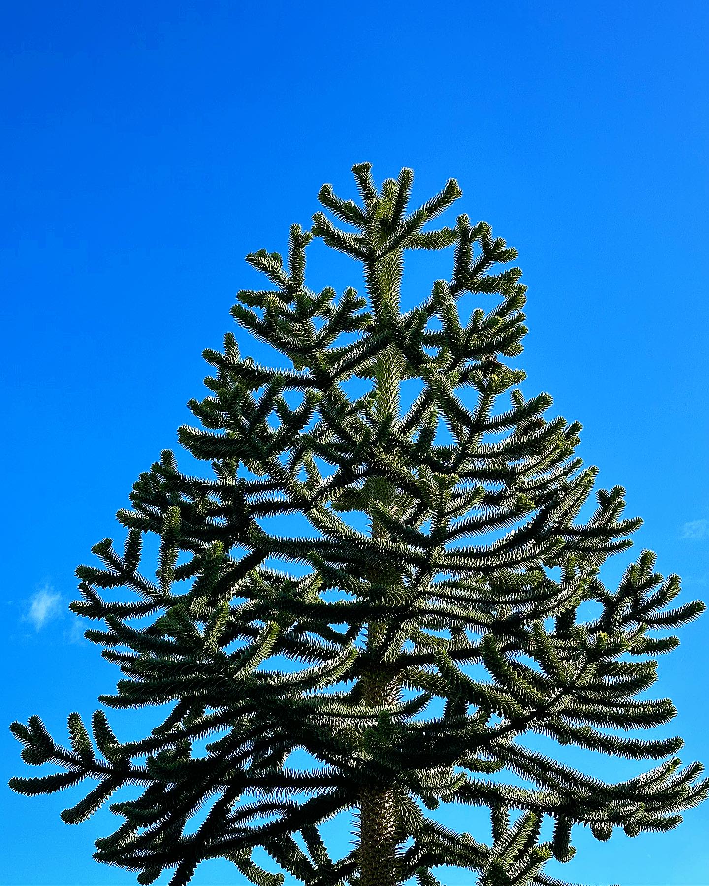 Monkey Puzzle Tree (Araucaria araucana)
