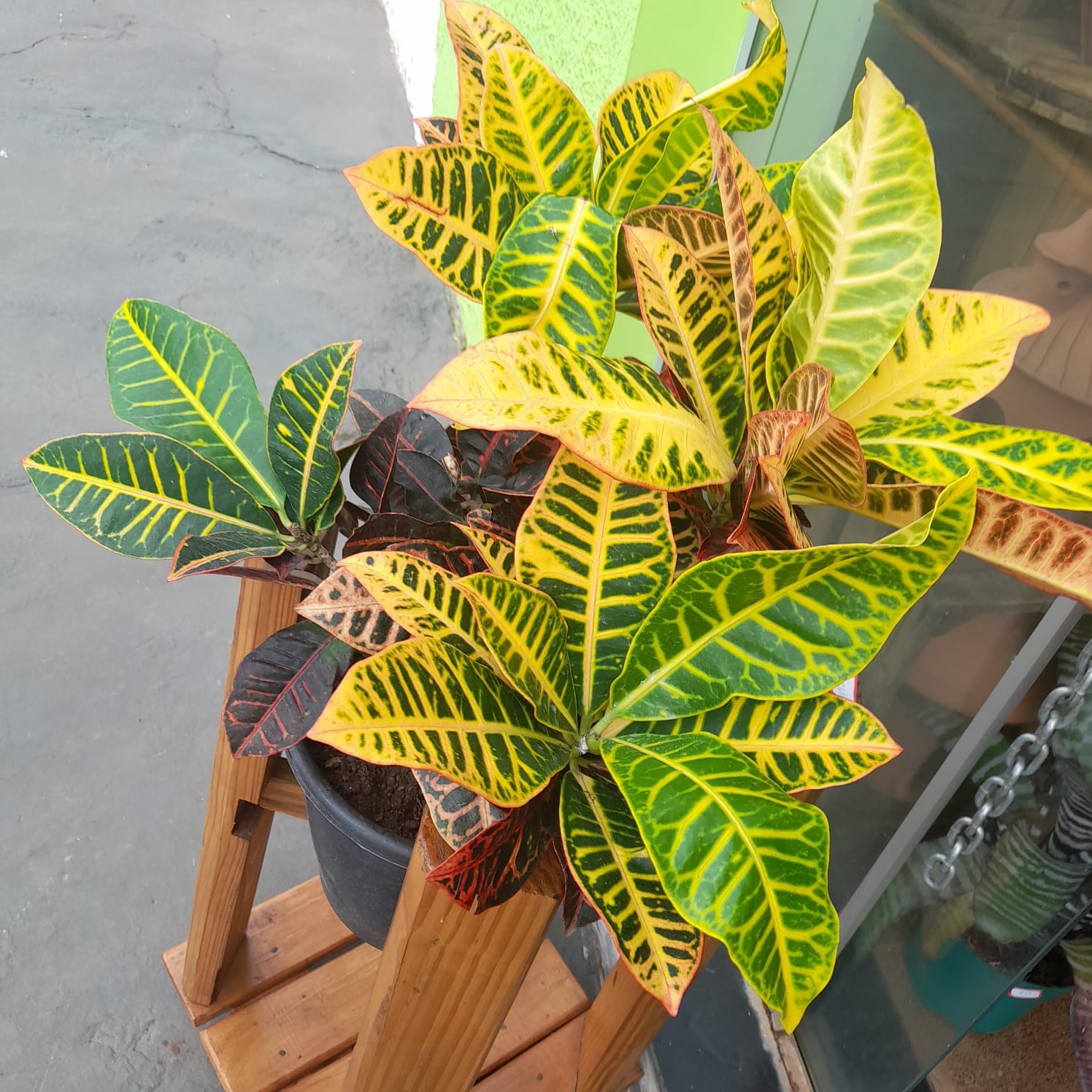 Croton (Codiaeum variegatum)