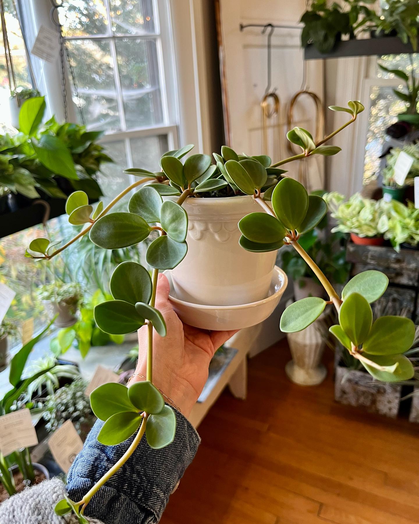 Peperomia