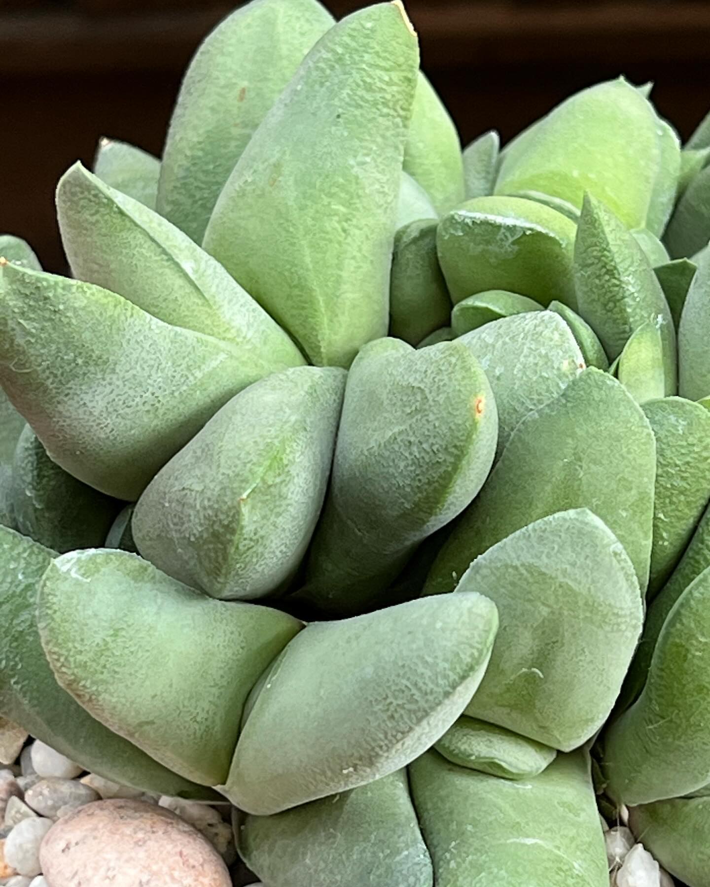 Ox Tongue (Gasteria)