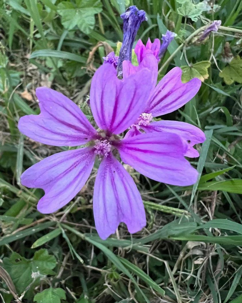 Oleander Sage (Salvia officinalis)
