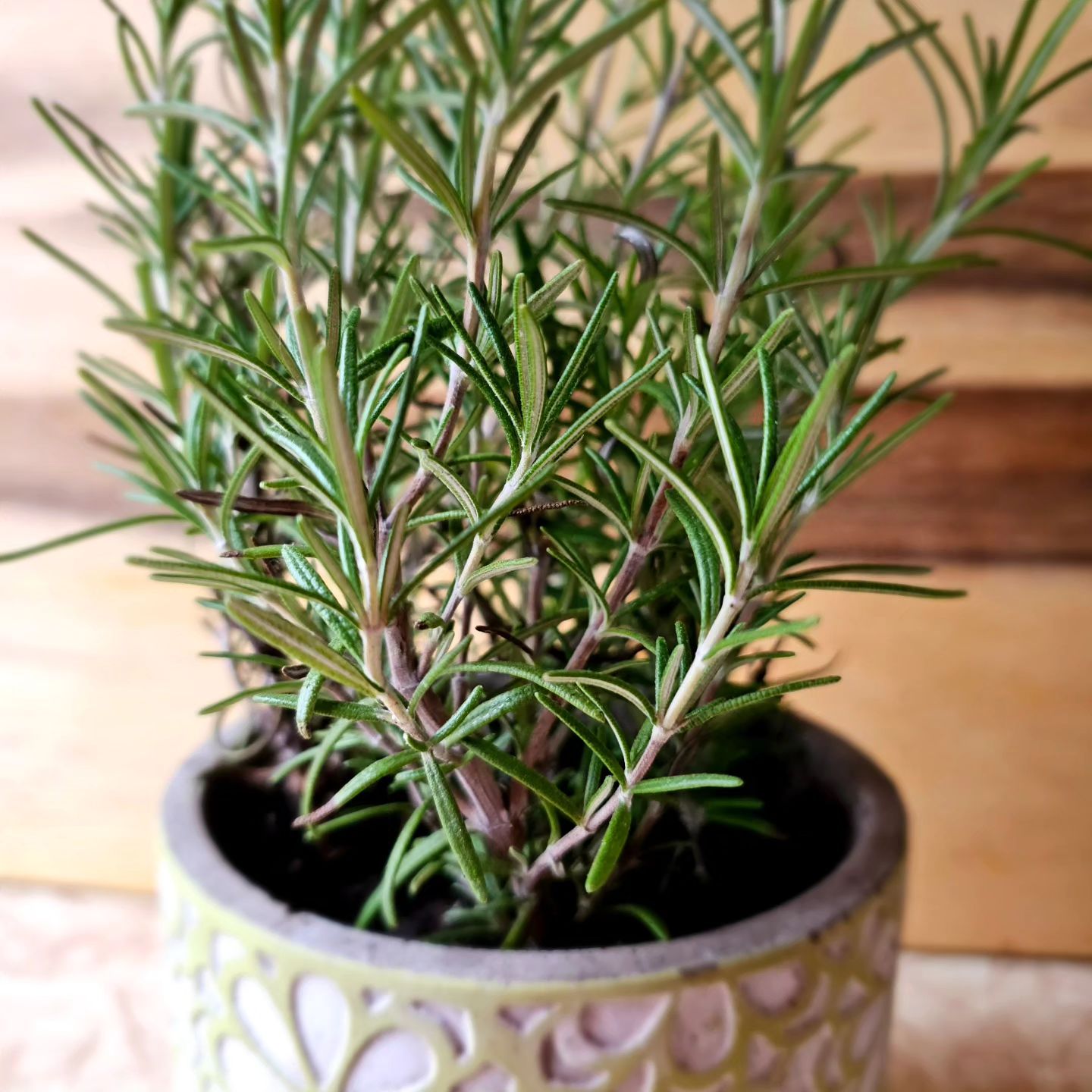 Rosemary