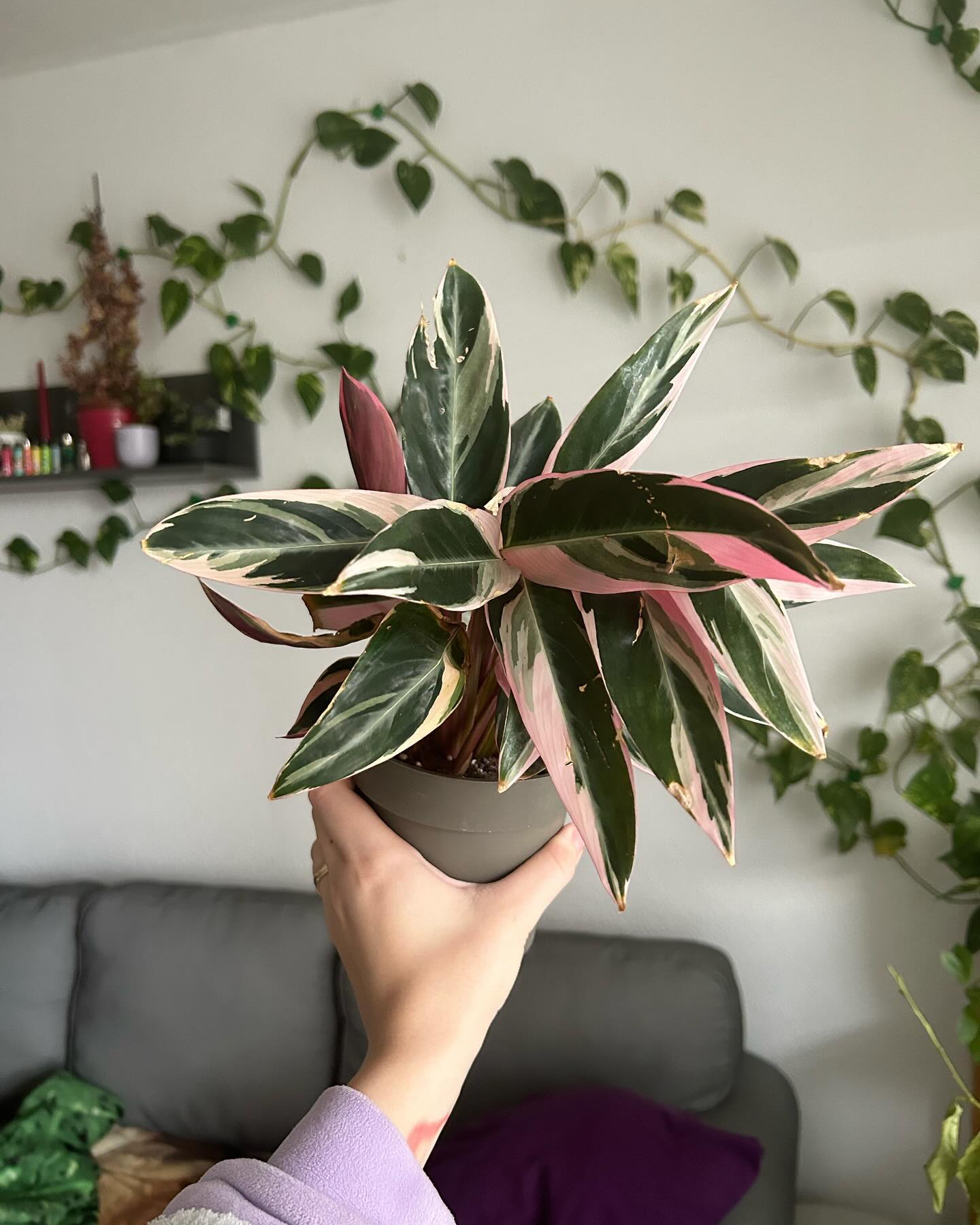 Calathea (Calathea spp.)