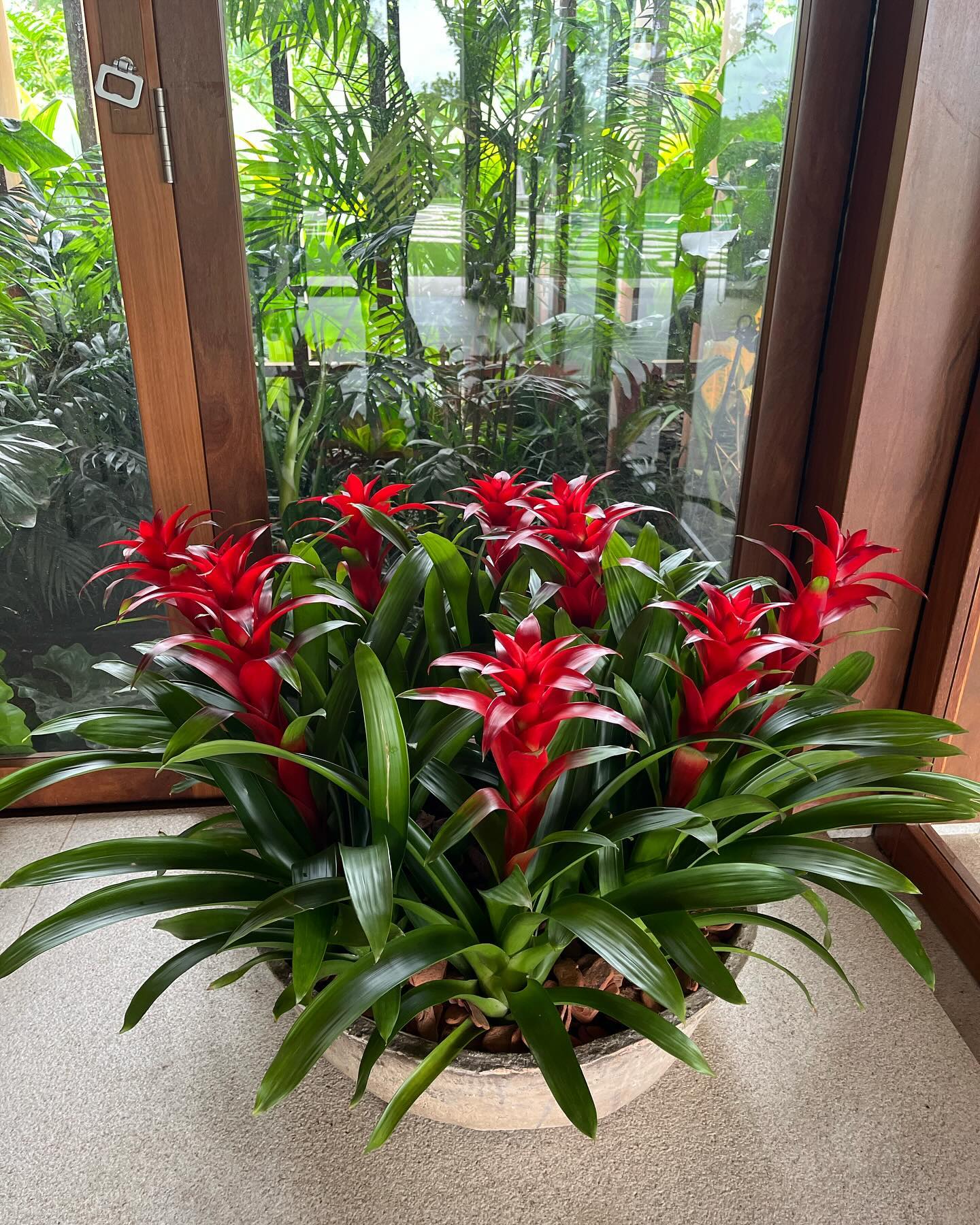 Bromeliad (Guzmania)