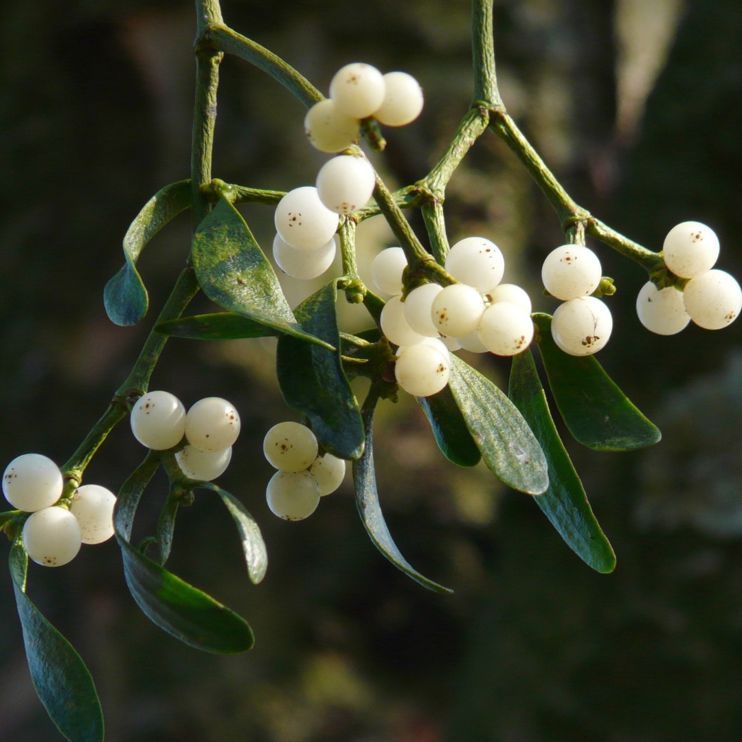 Mistletoe (Viscum album)