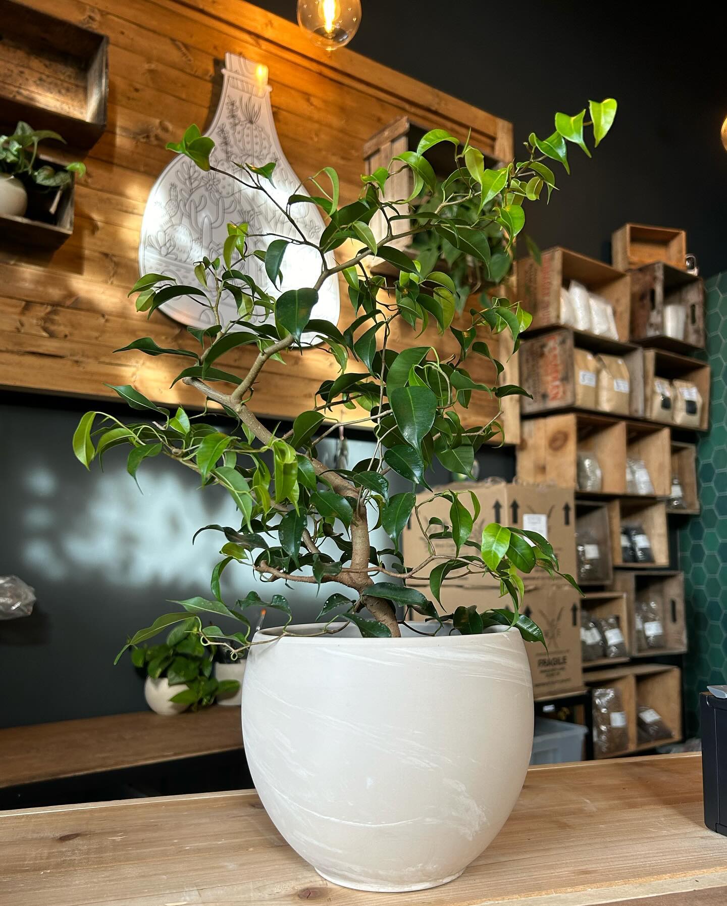 Weeping Fig (Ficus benjamina)