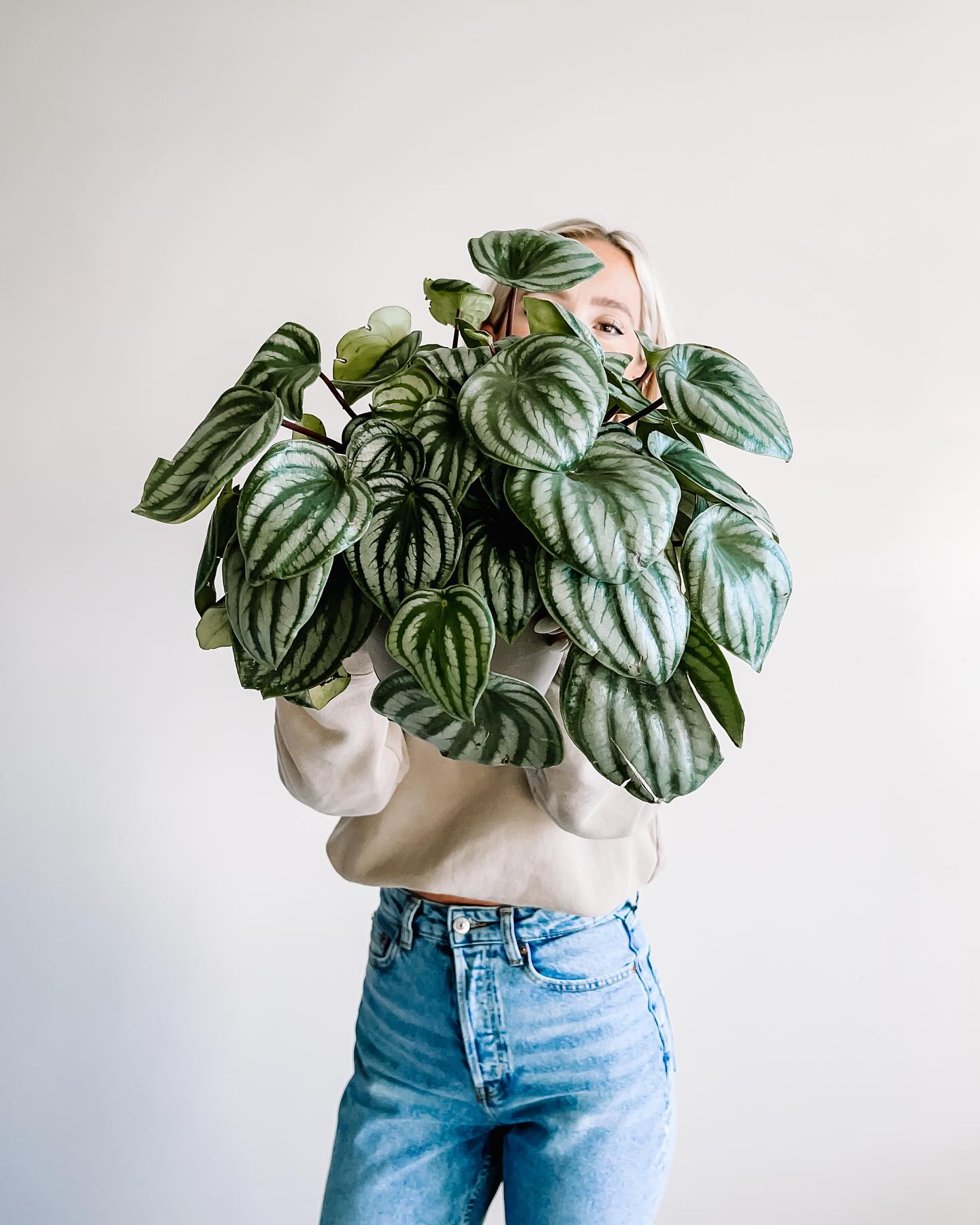 Peperomia
