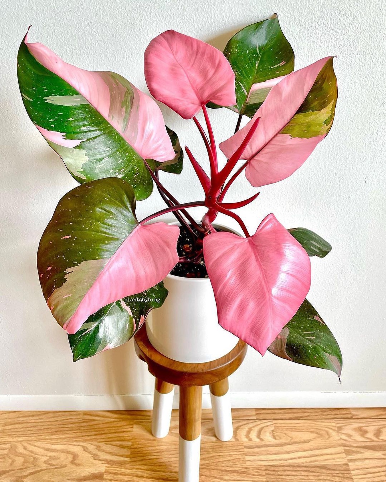 Philodendron (Philodendron spp.)