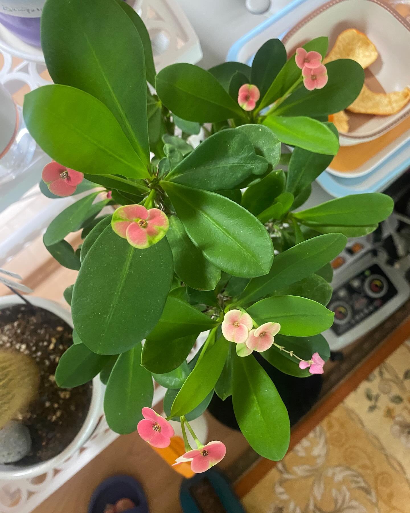 Crown of Thorns (Euphorbia milii)