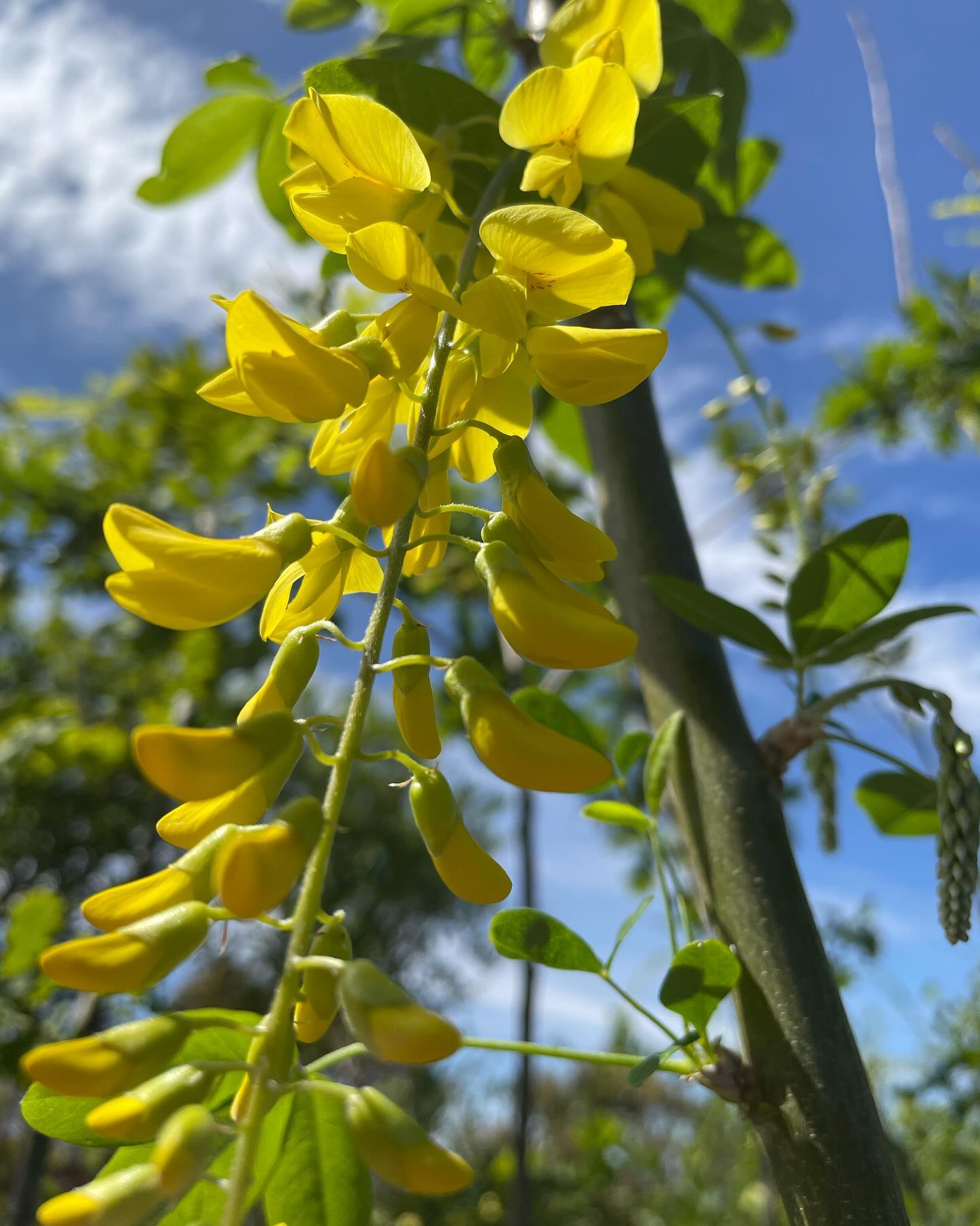 Laburnum (Laburnum anagyroides)