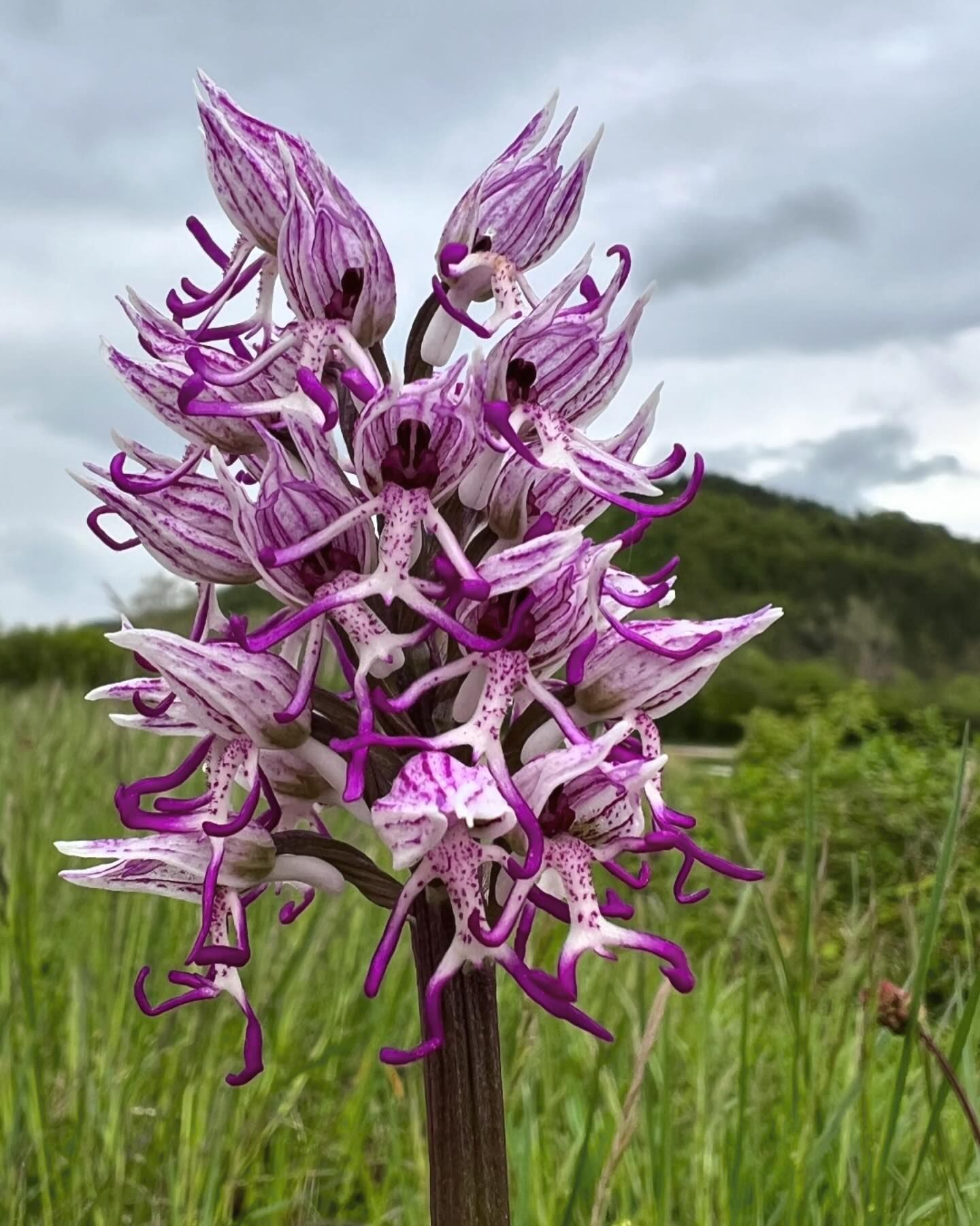 Naked Man Orchid (Orchis italica)