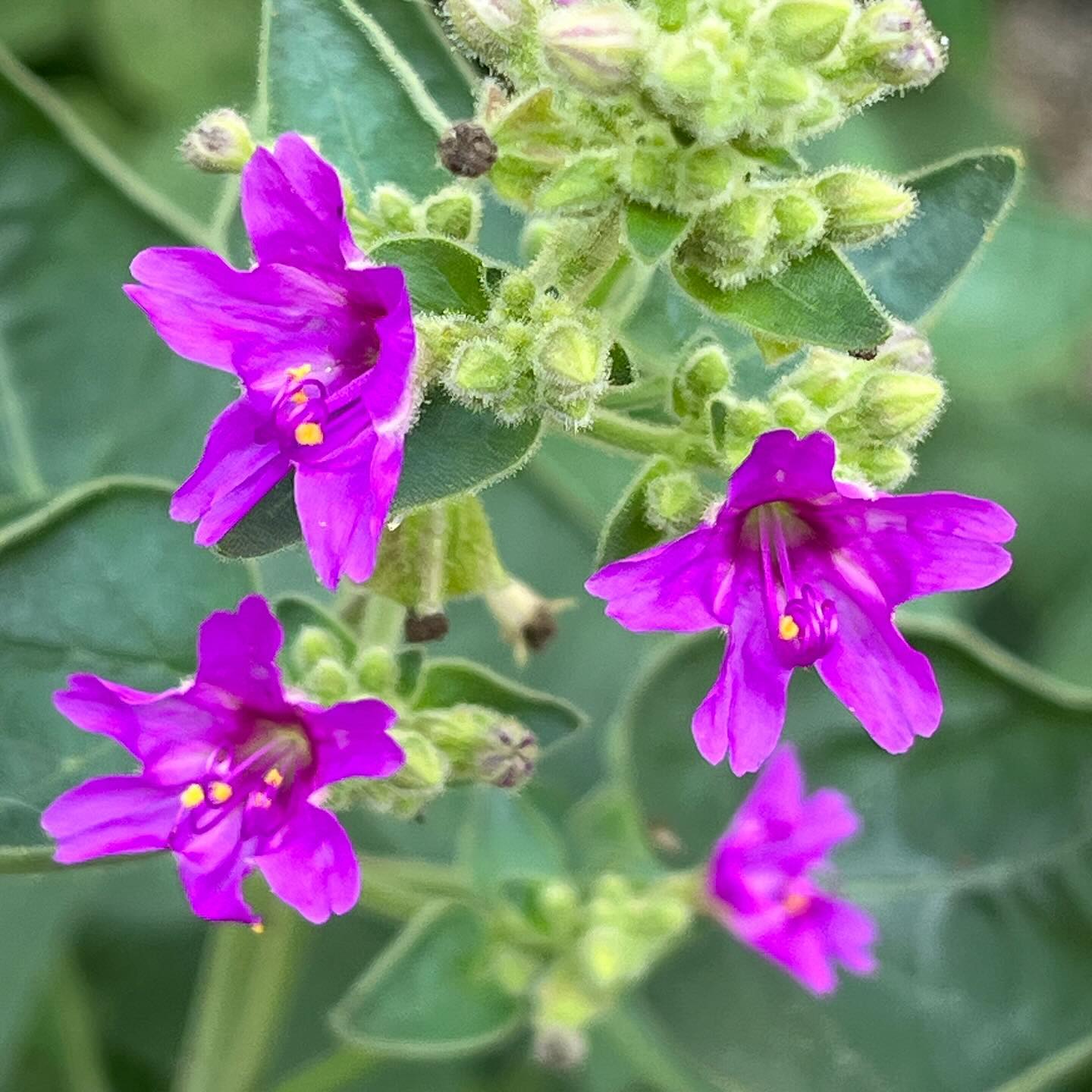 Four O'Clocks (Mirabilis jalapa)