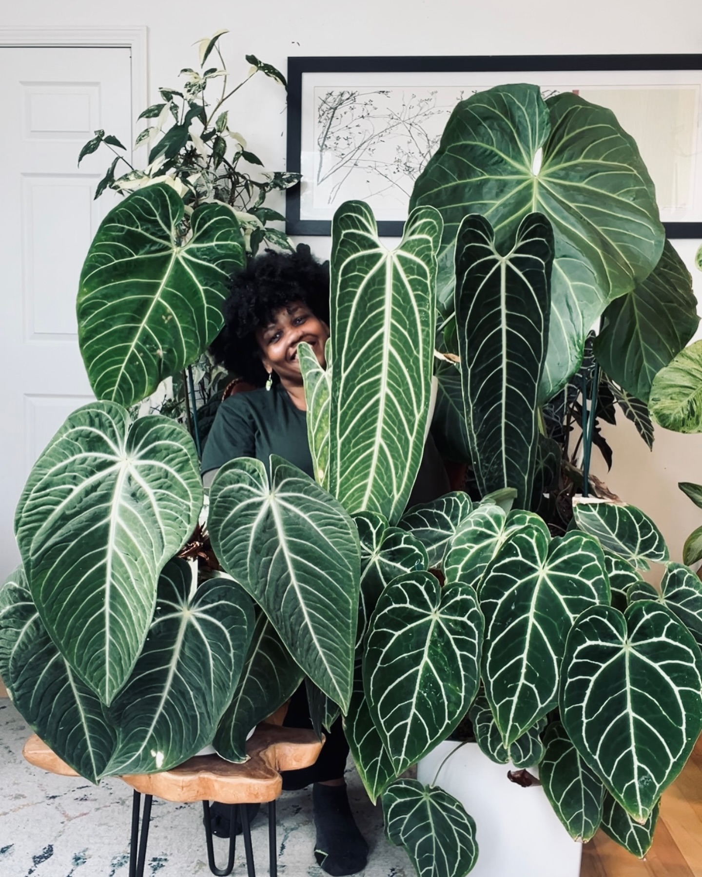 Anthurium