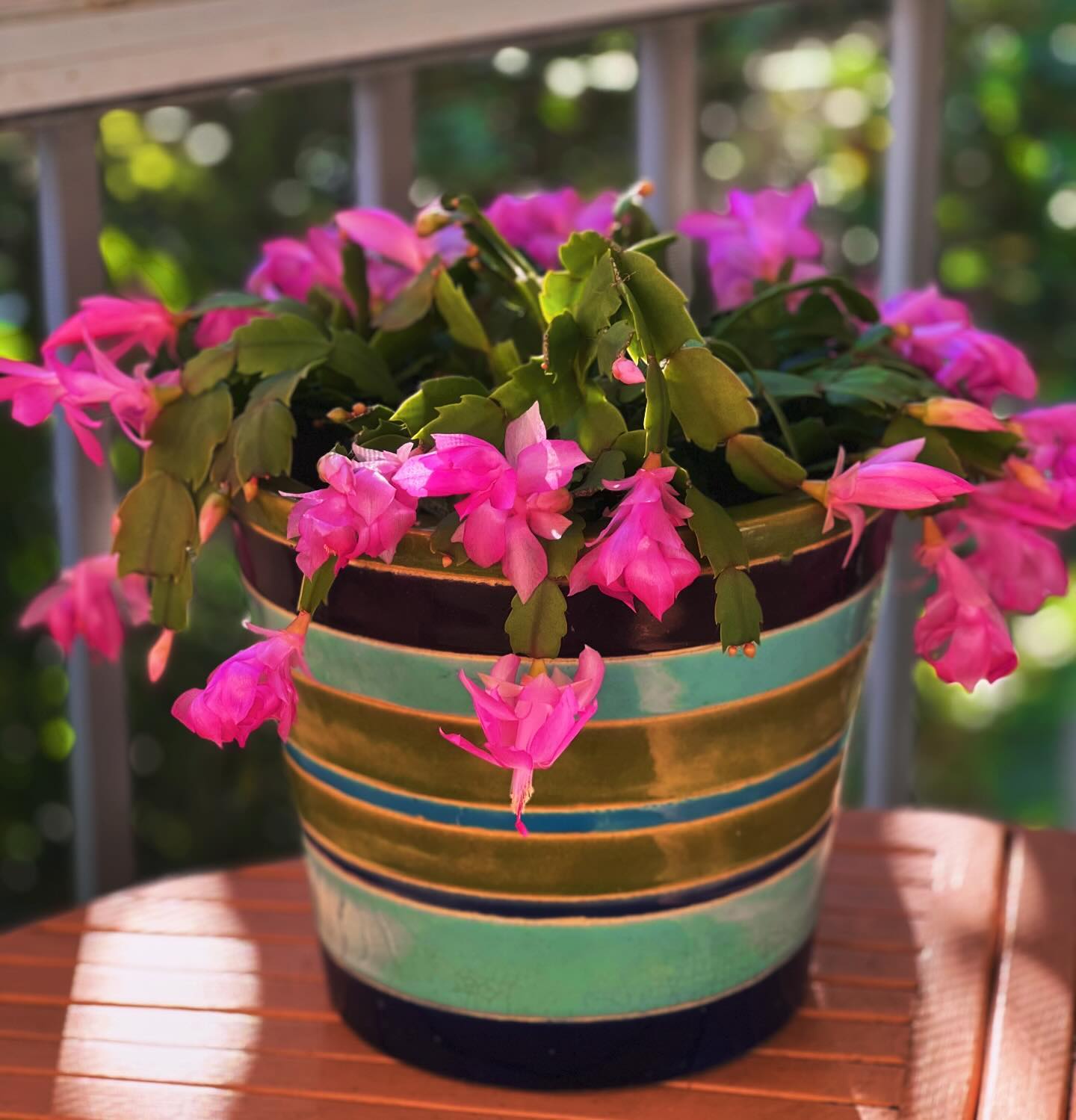 Christmas Cactus (Schlumbergera)