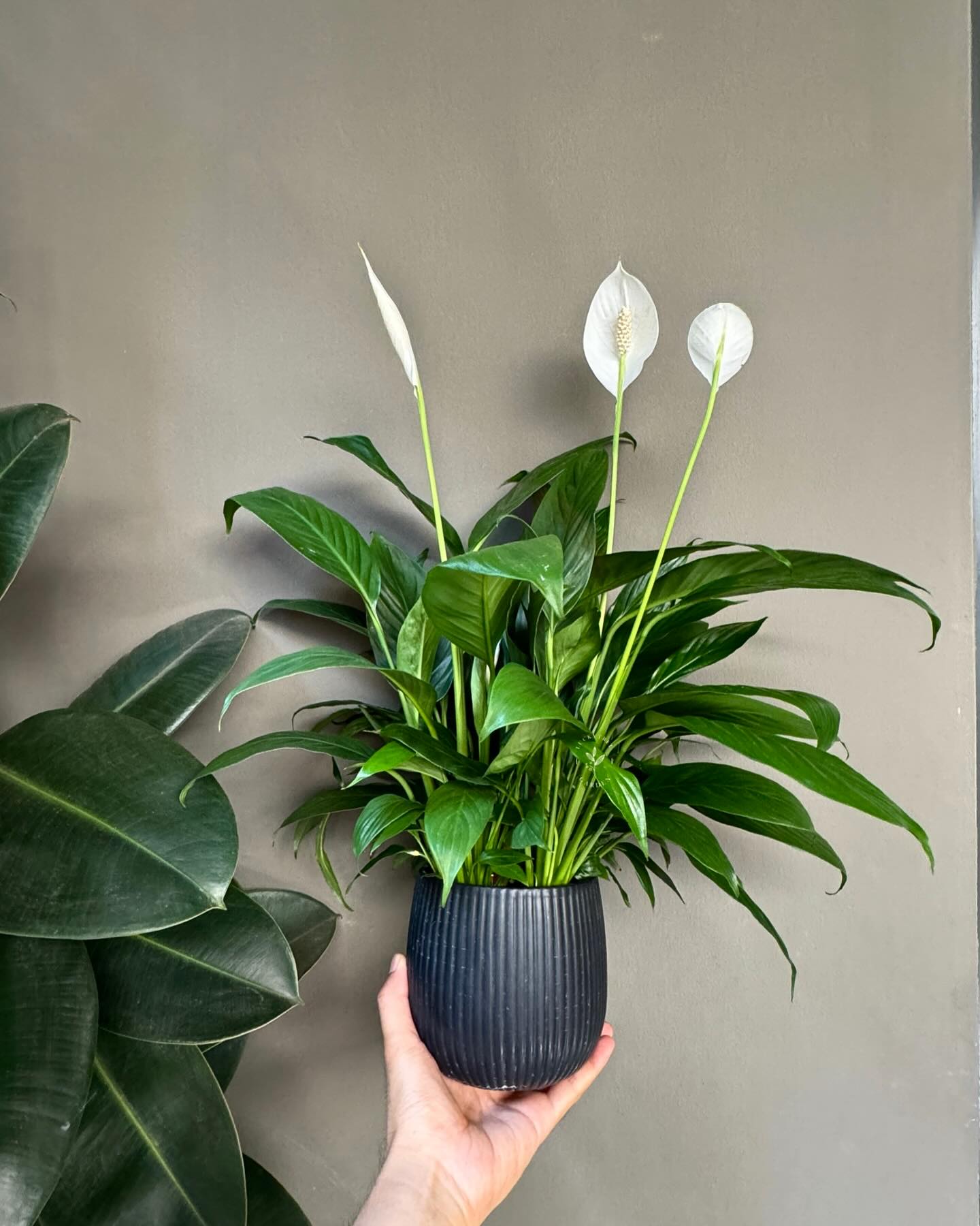 Peace Lily