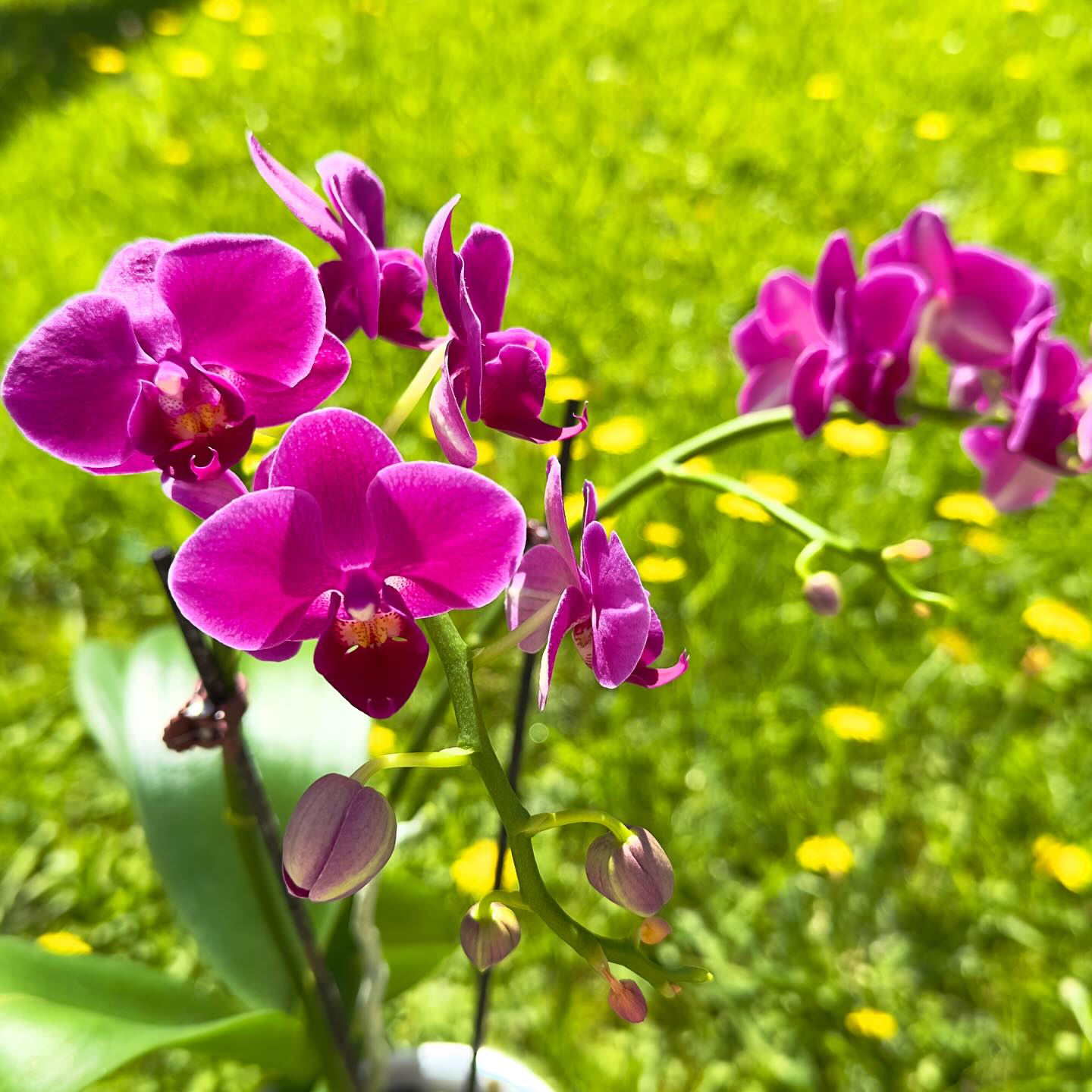 Moth Orchid (Phalaenopsis)