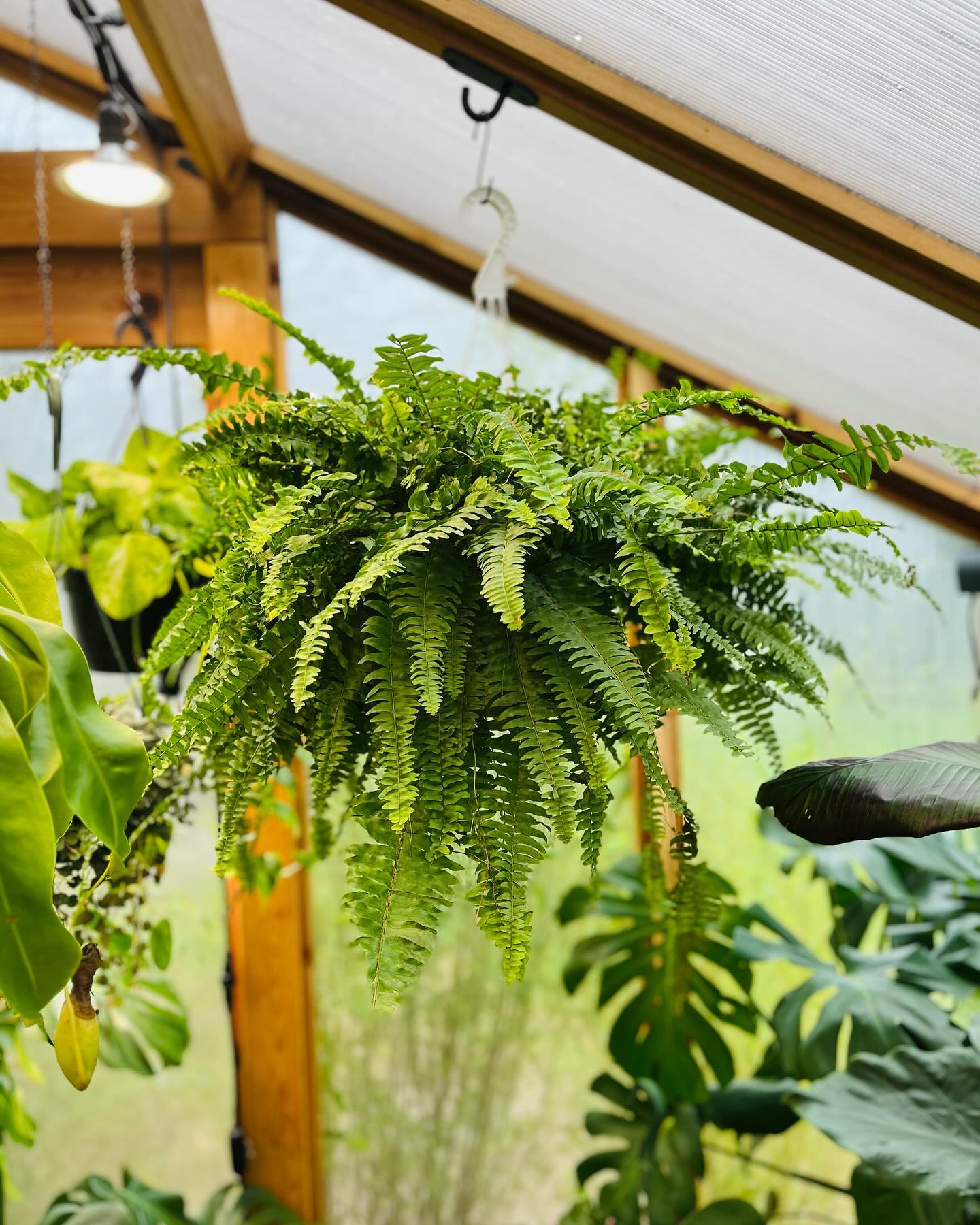 Boston Fern