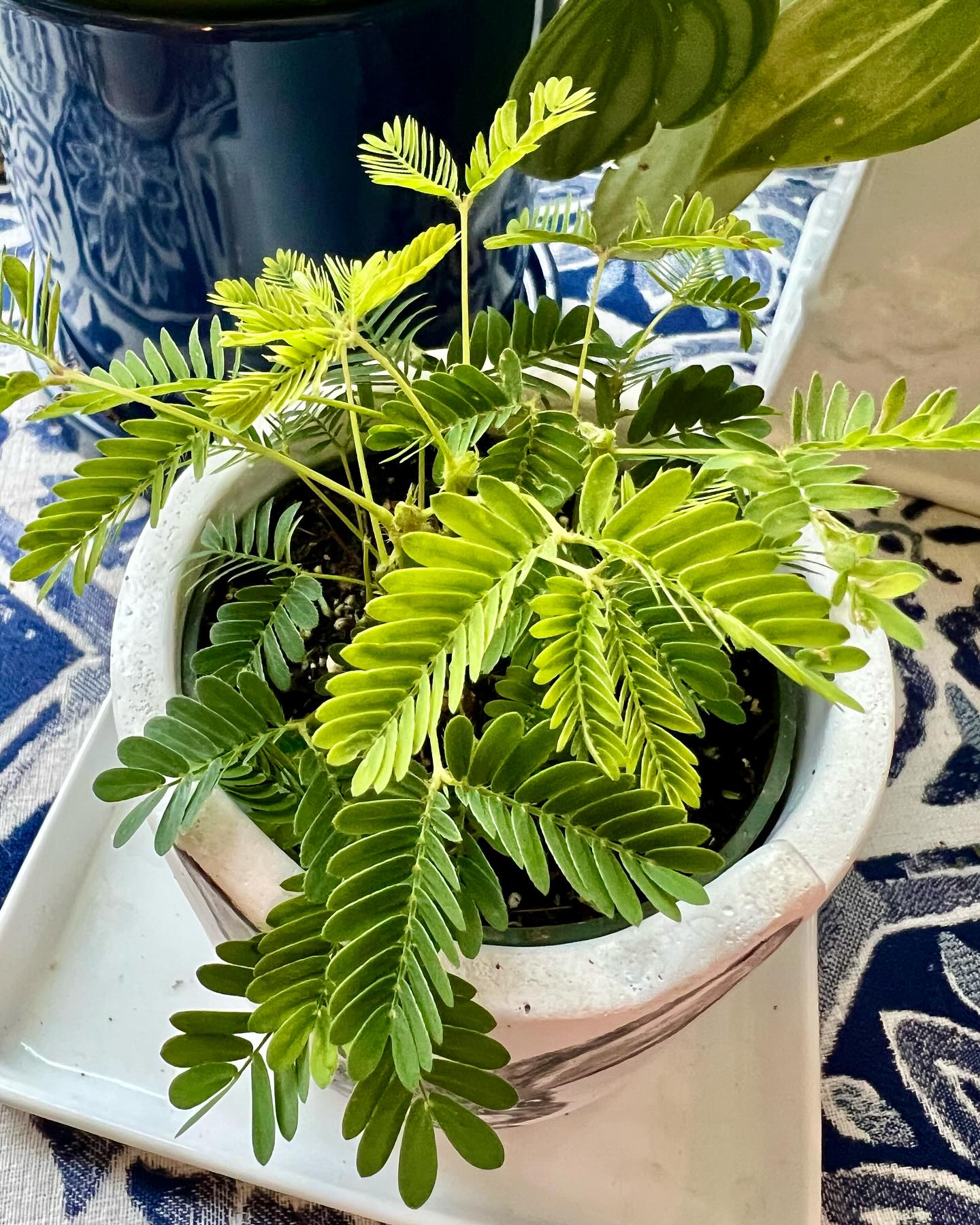 Sensitive Plant (Mimosa pudica)