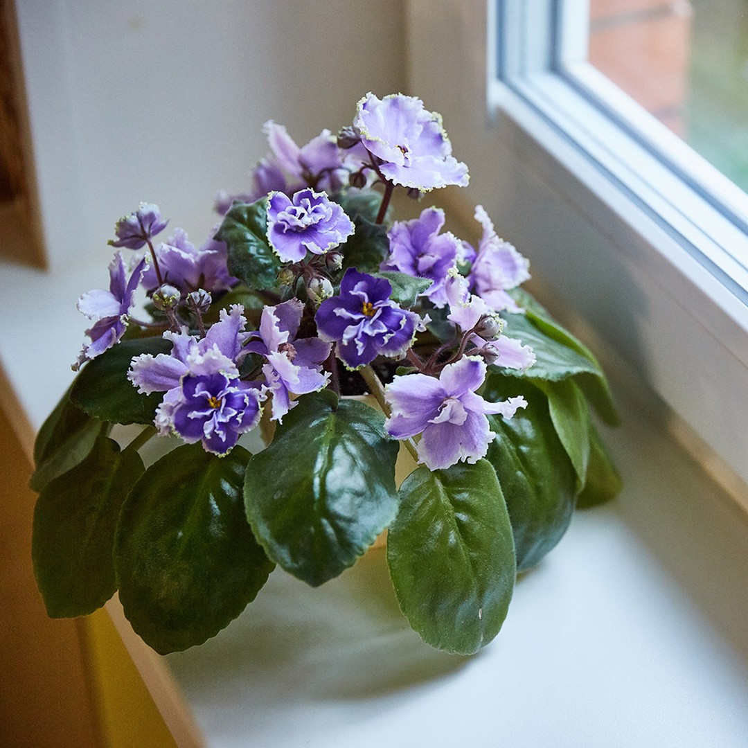 African Violet