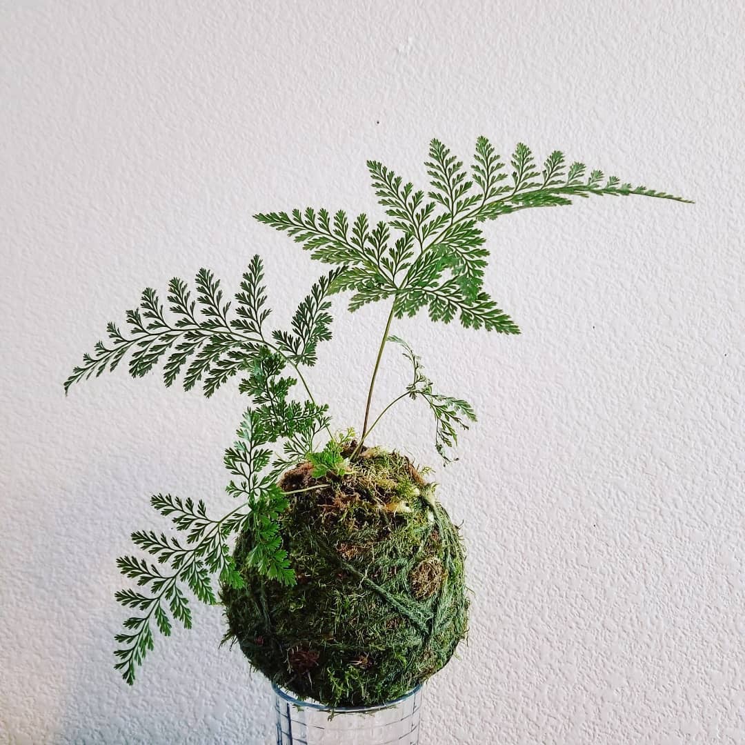 Rabbit Foot Fern (Phlebodium aureum)