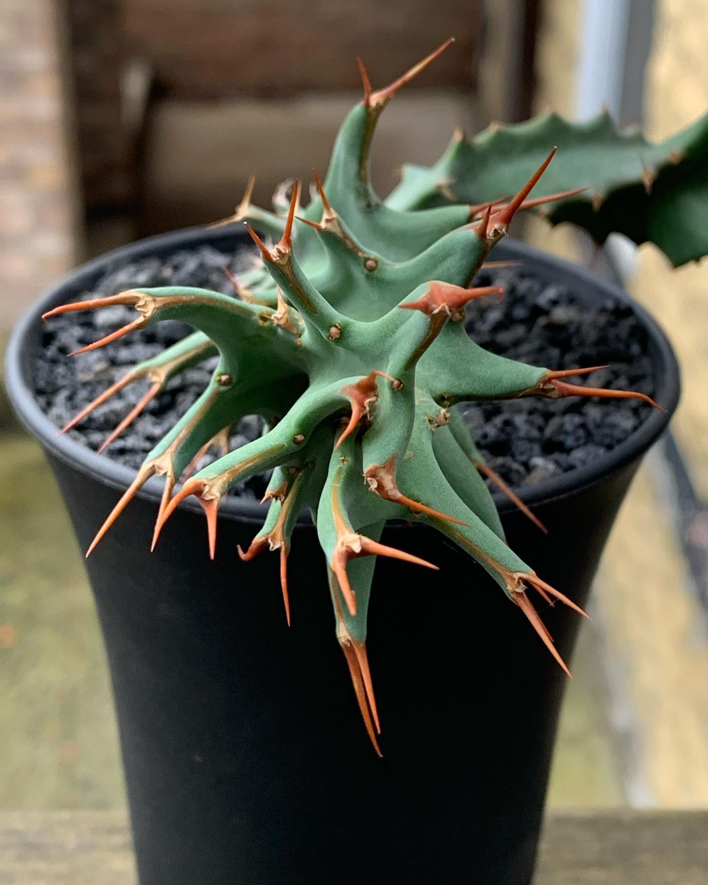 Euphorbia (Euphorbia spp.)