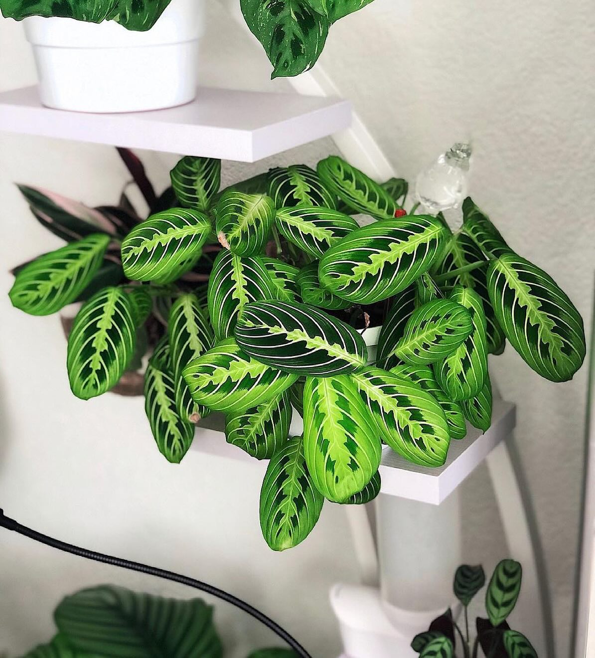 Maranta (Prayer Plant)