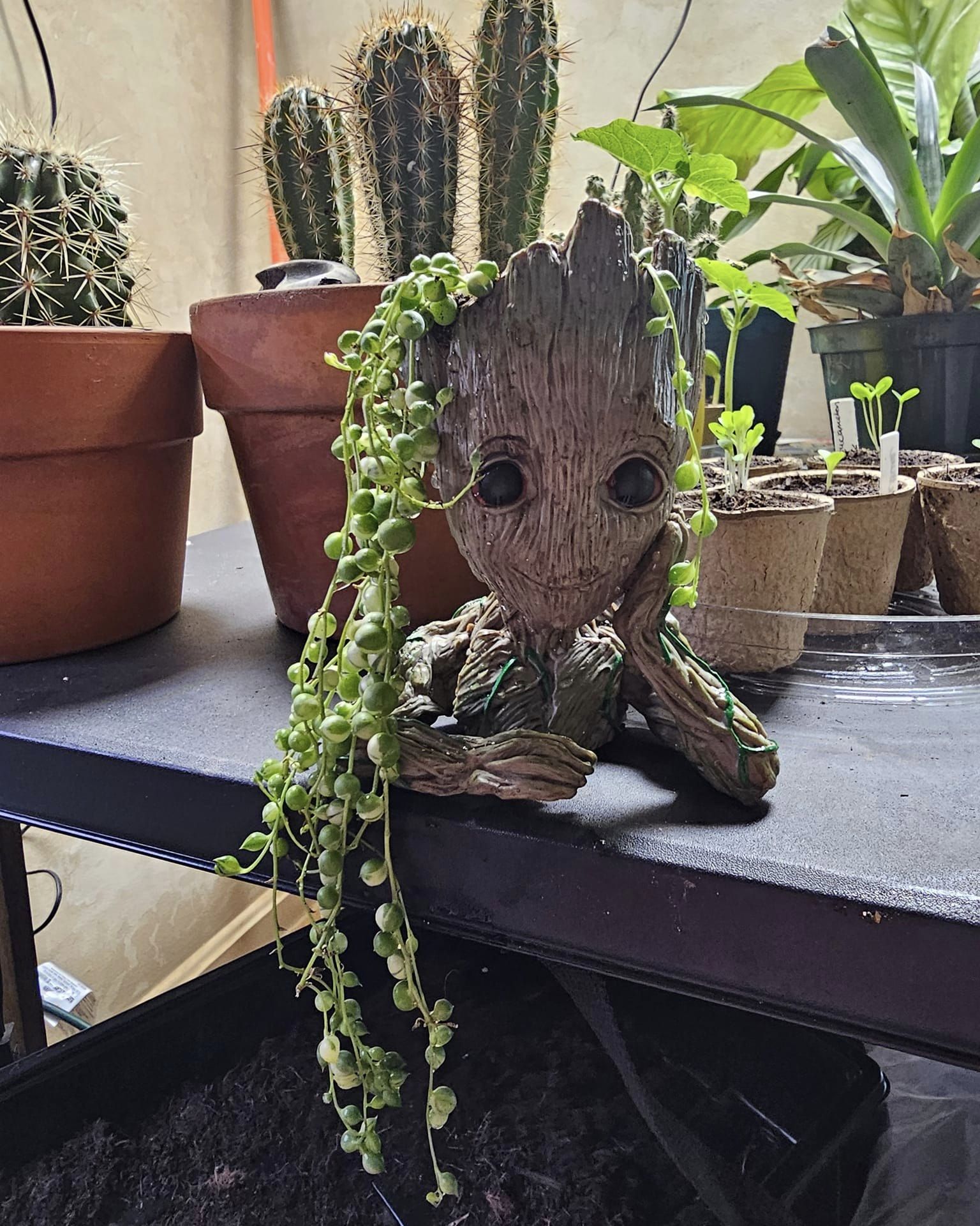 String of Pearls (Senecio rowleyanus)