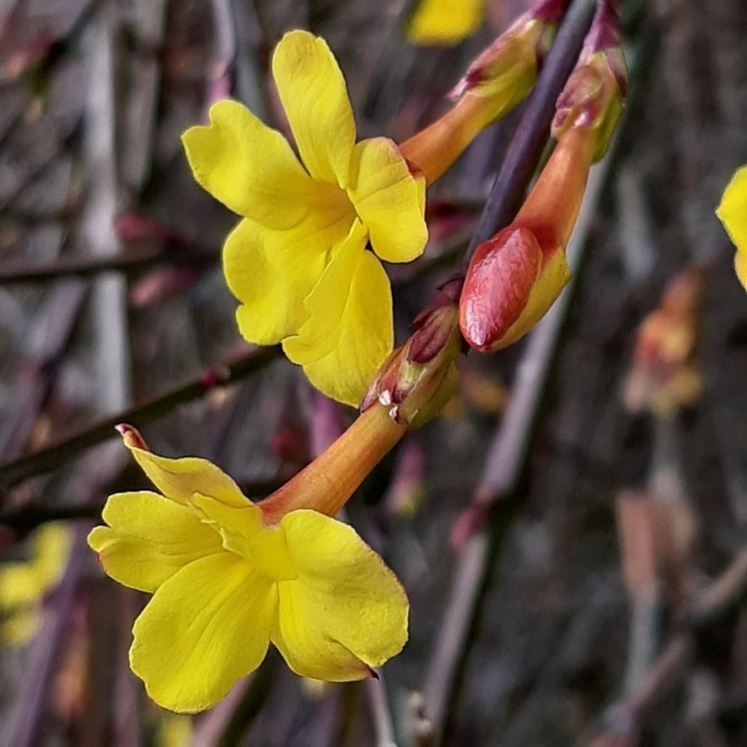Yellow Jasmine (Gelsemium sempervirens)