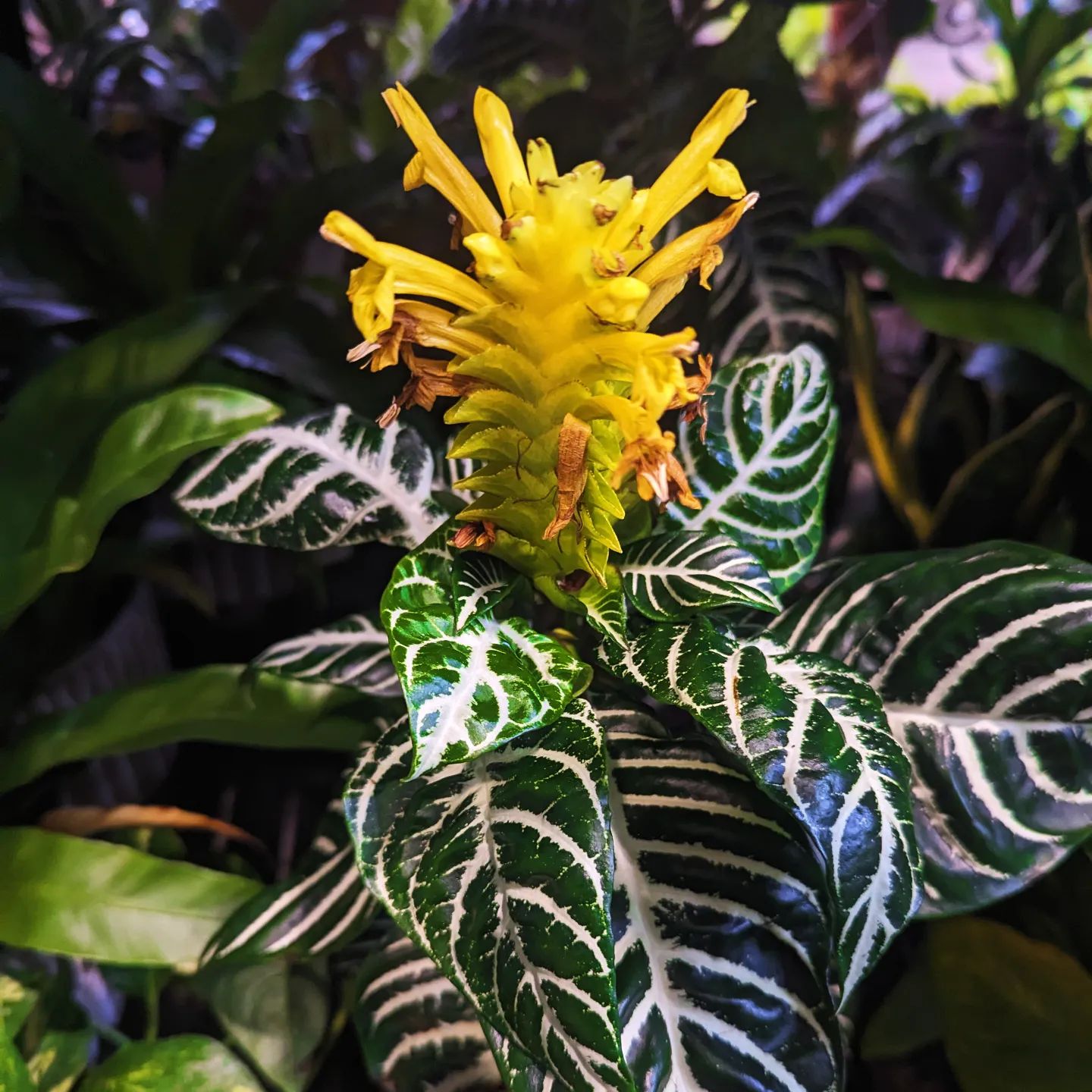 Zebra Plant (Haworthiopsis attenuata)