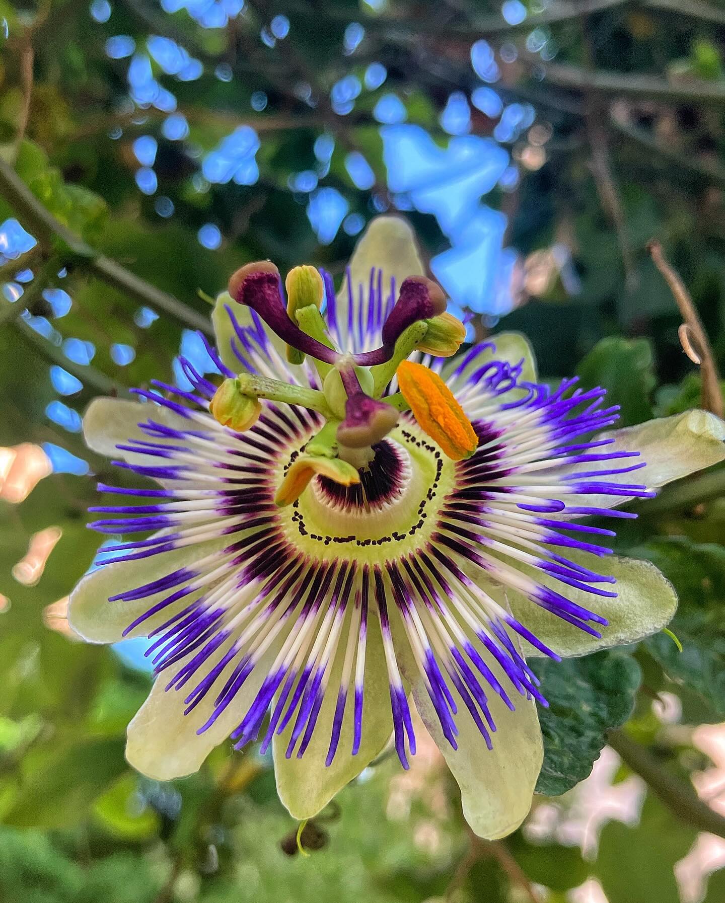 Blue Passionflower (Passiflora caerulea)