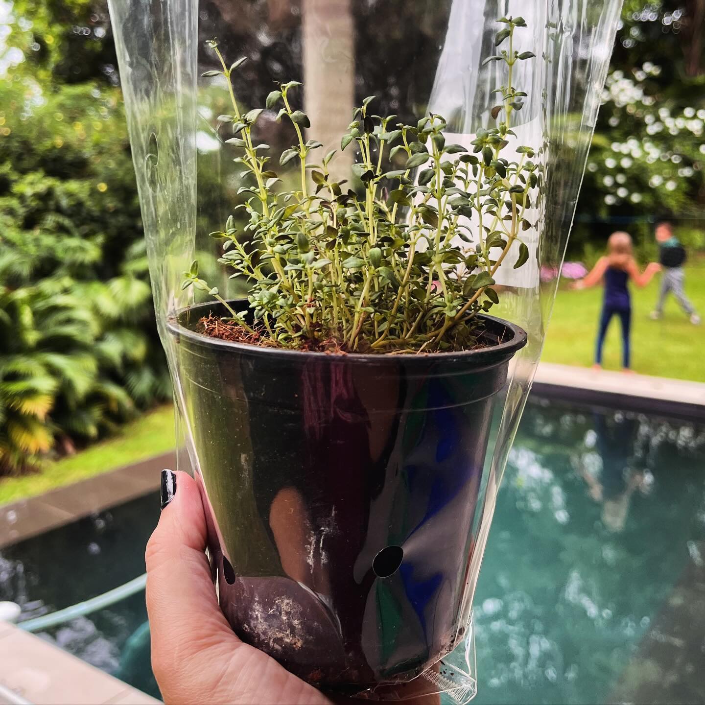 Thyme