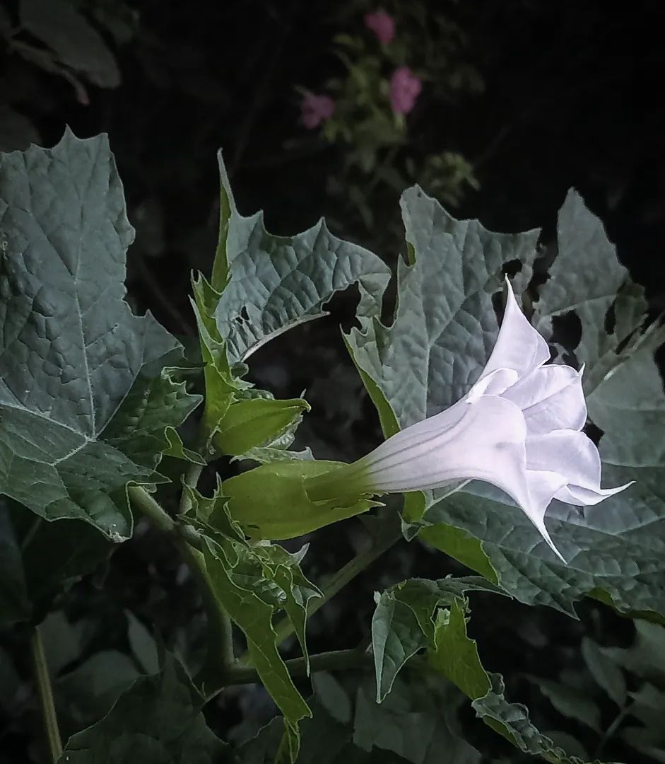Jimson Weed (Datura spp.)