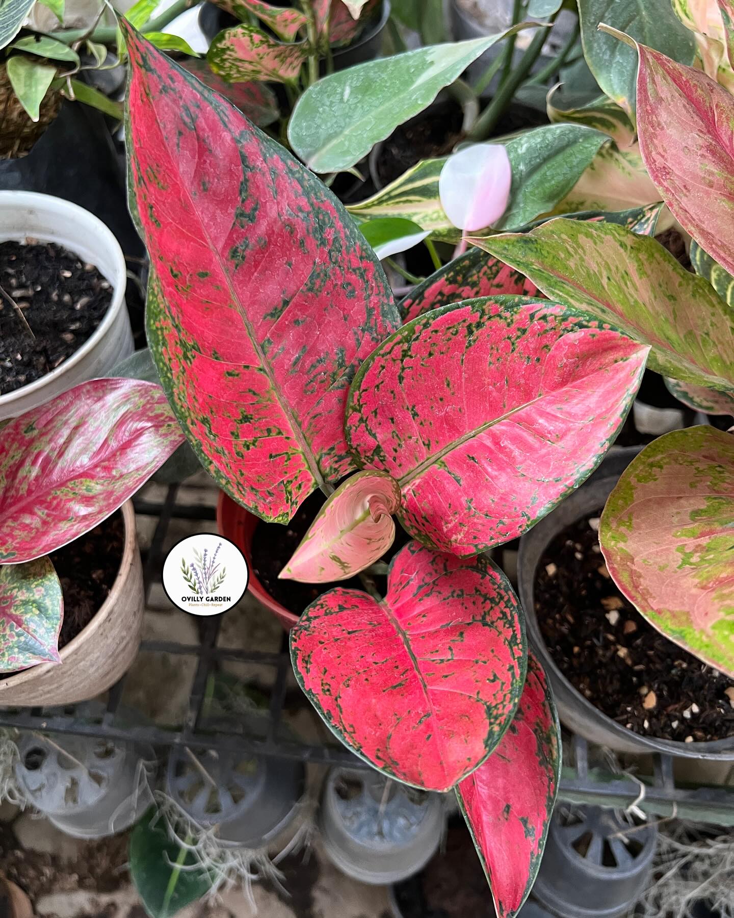 Red Aglaonema