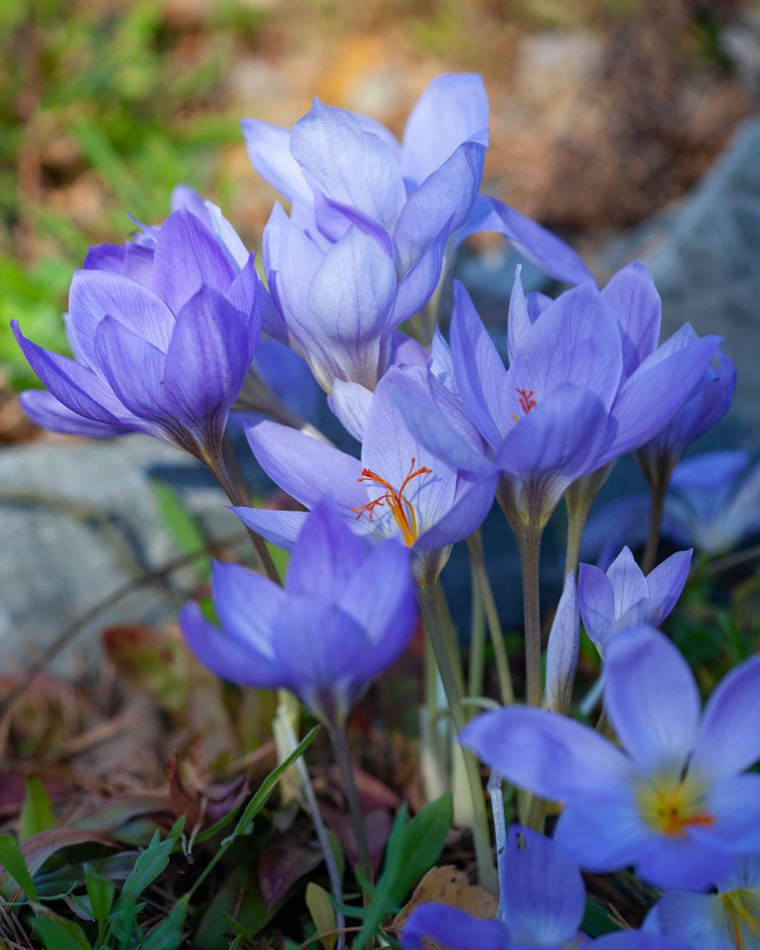 Autumn Crocus (Colchicum autumnale)