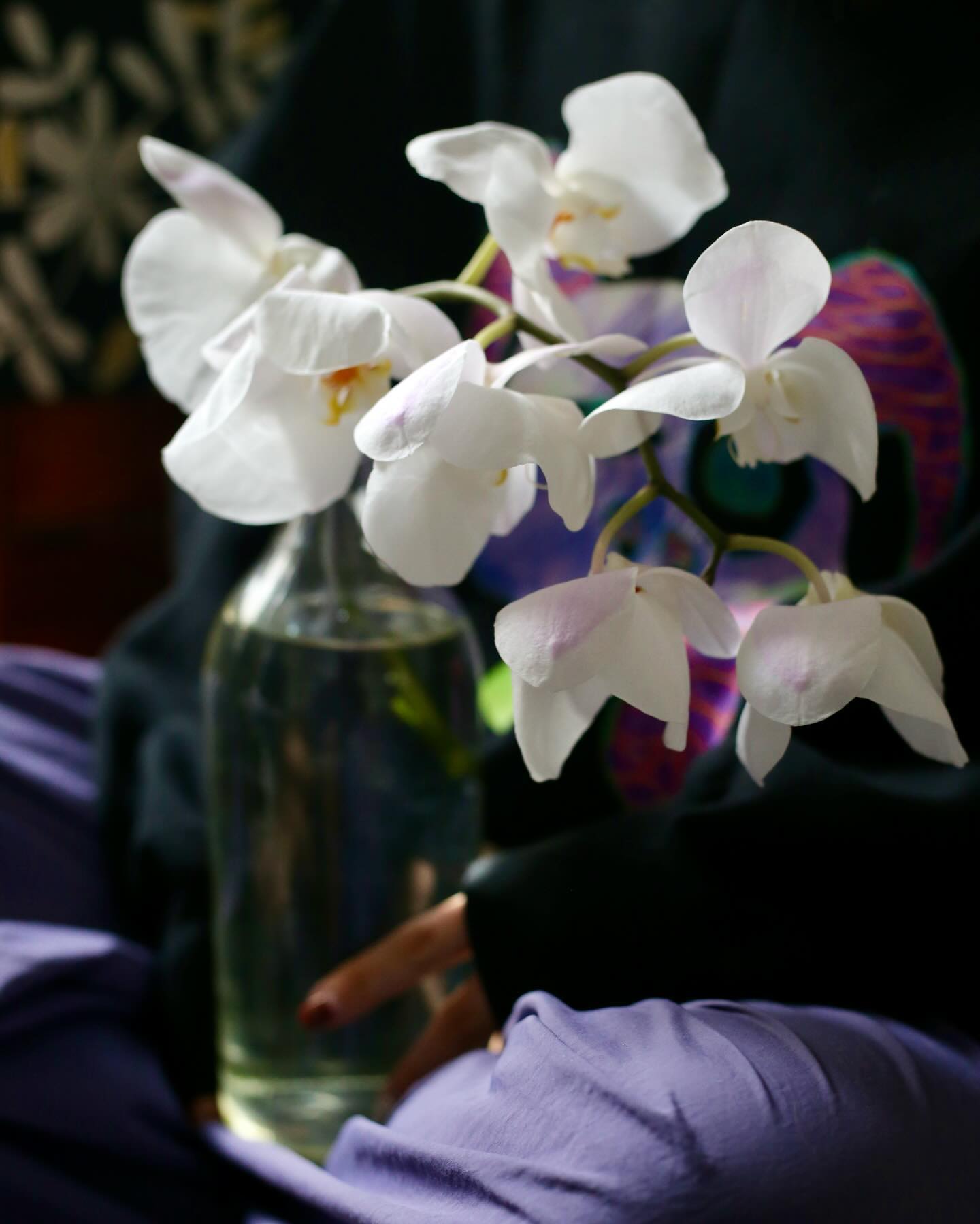 Moth Orchid (Phalaenopsis spp.)