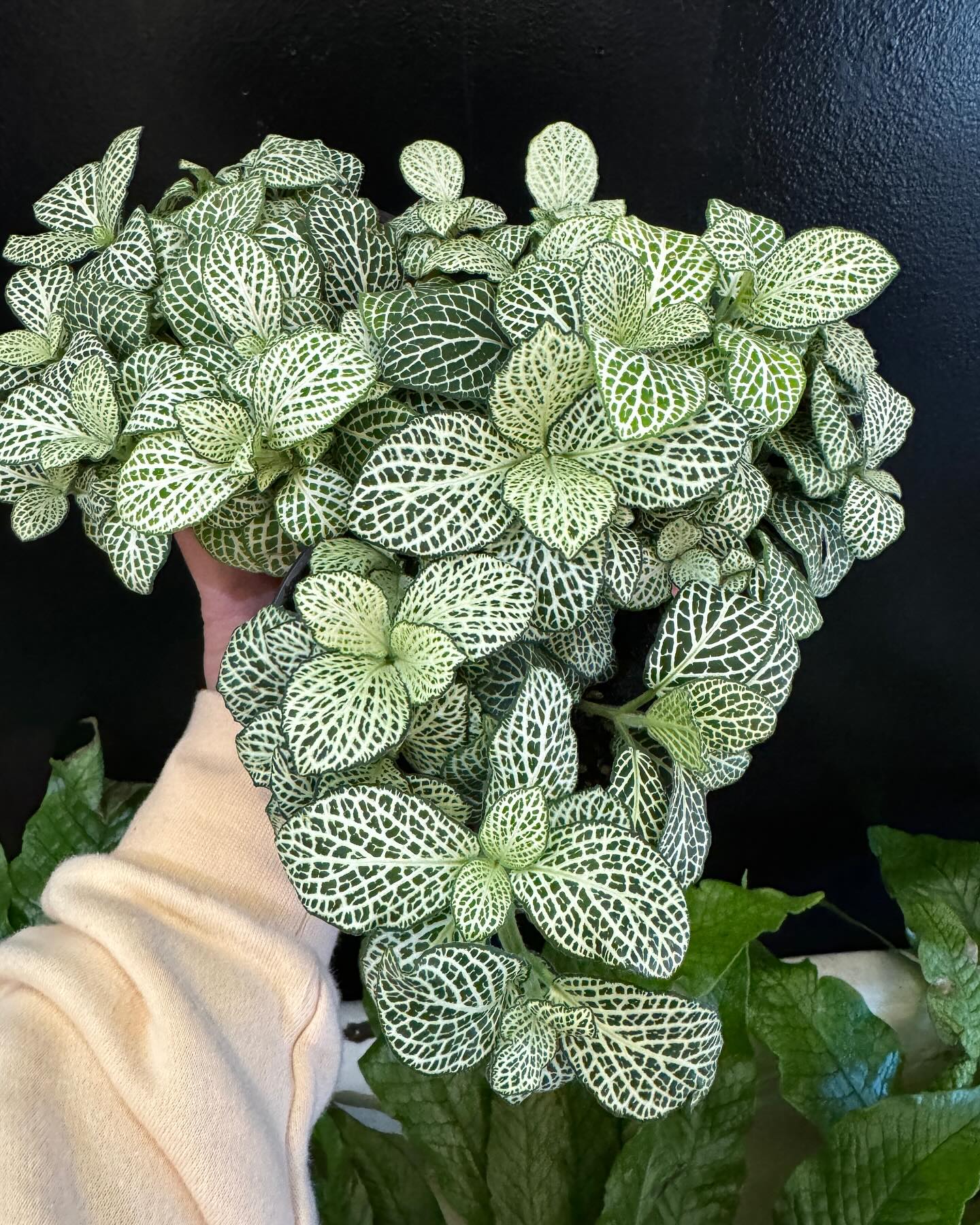 Nerve Plant (Fittonia)