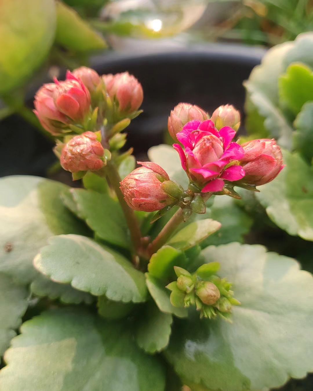 Kalanchoe (Various species)