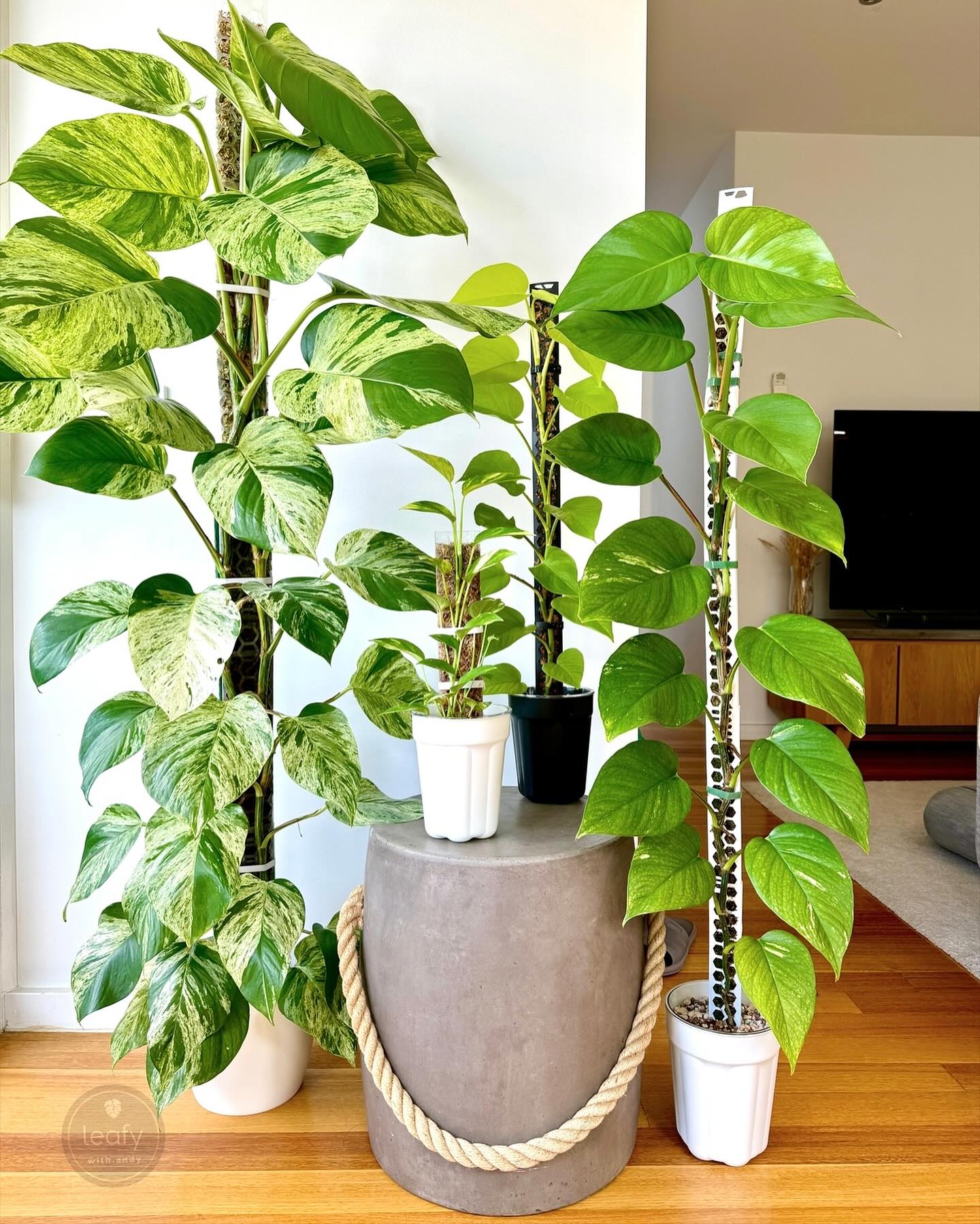 Golden Pothos (Epipremnum aureum)