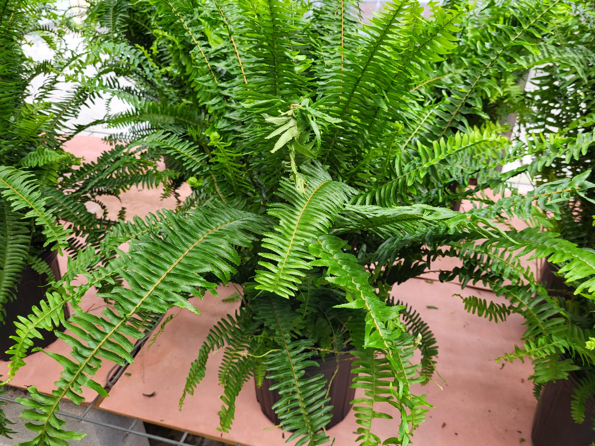 Boston Fern (Nephrolepis exaltata)