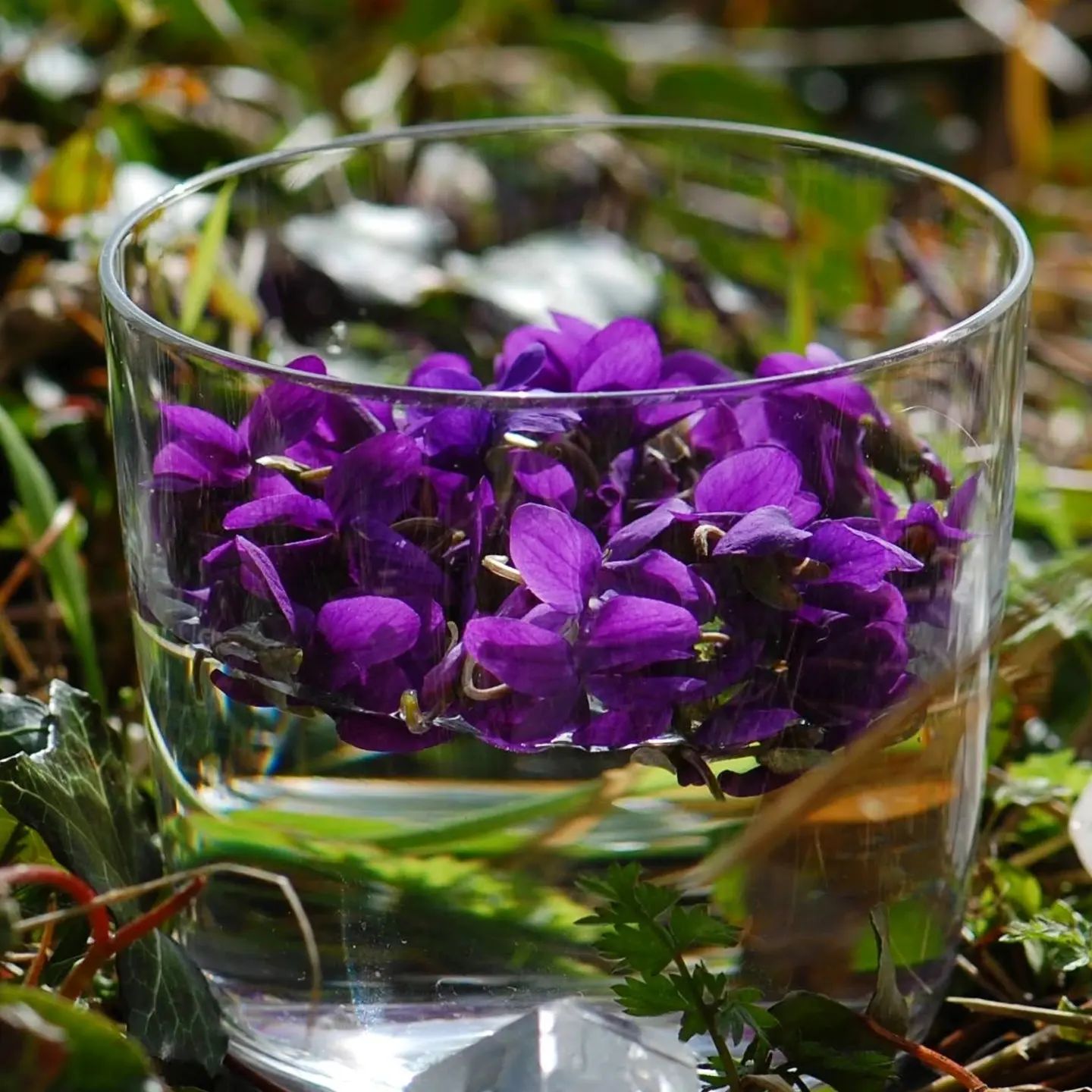 Violet