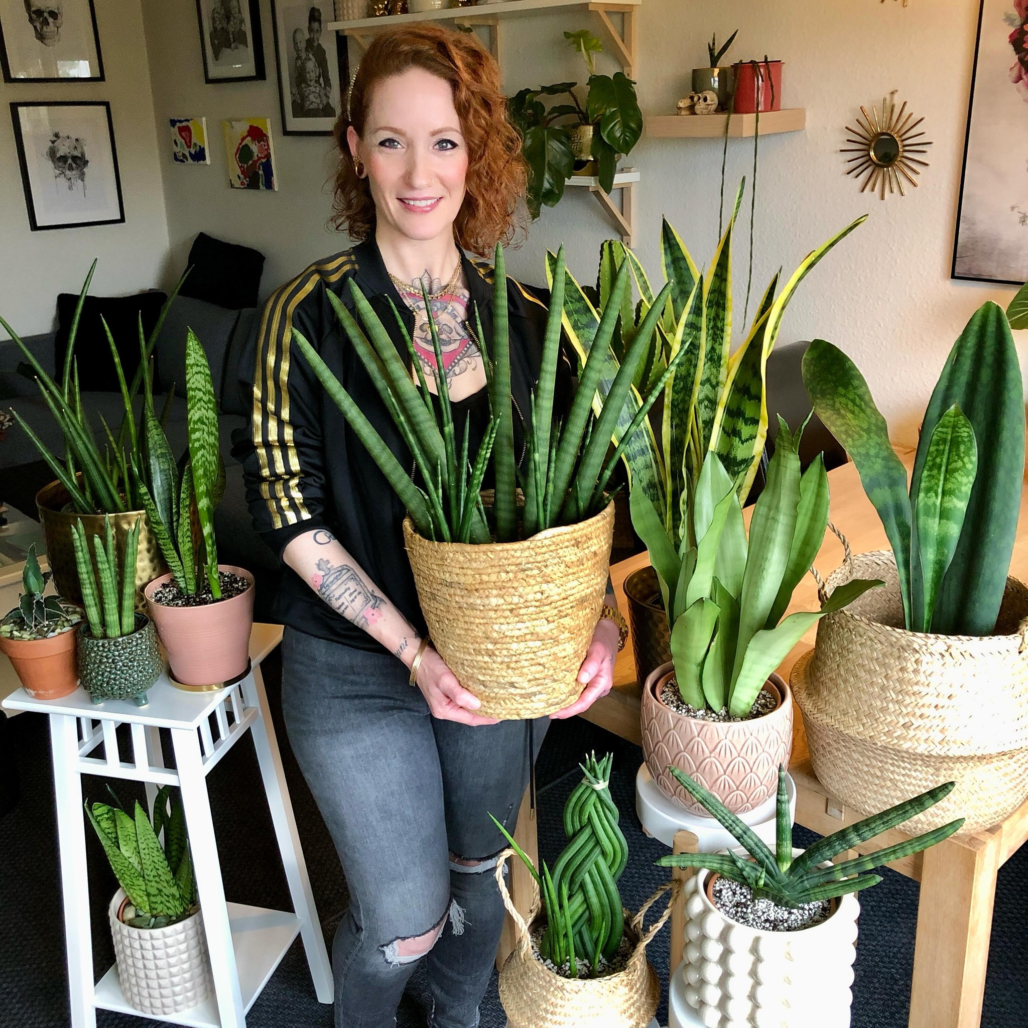 Snake Plant (Sansevieria)