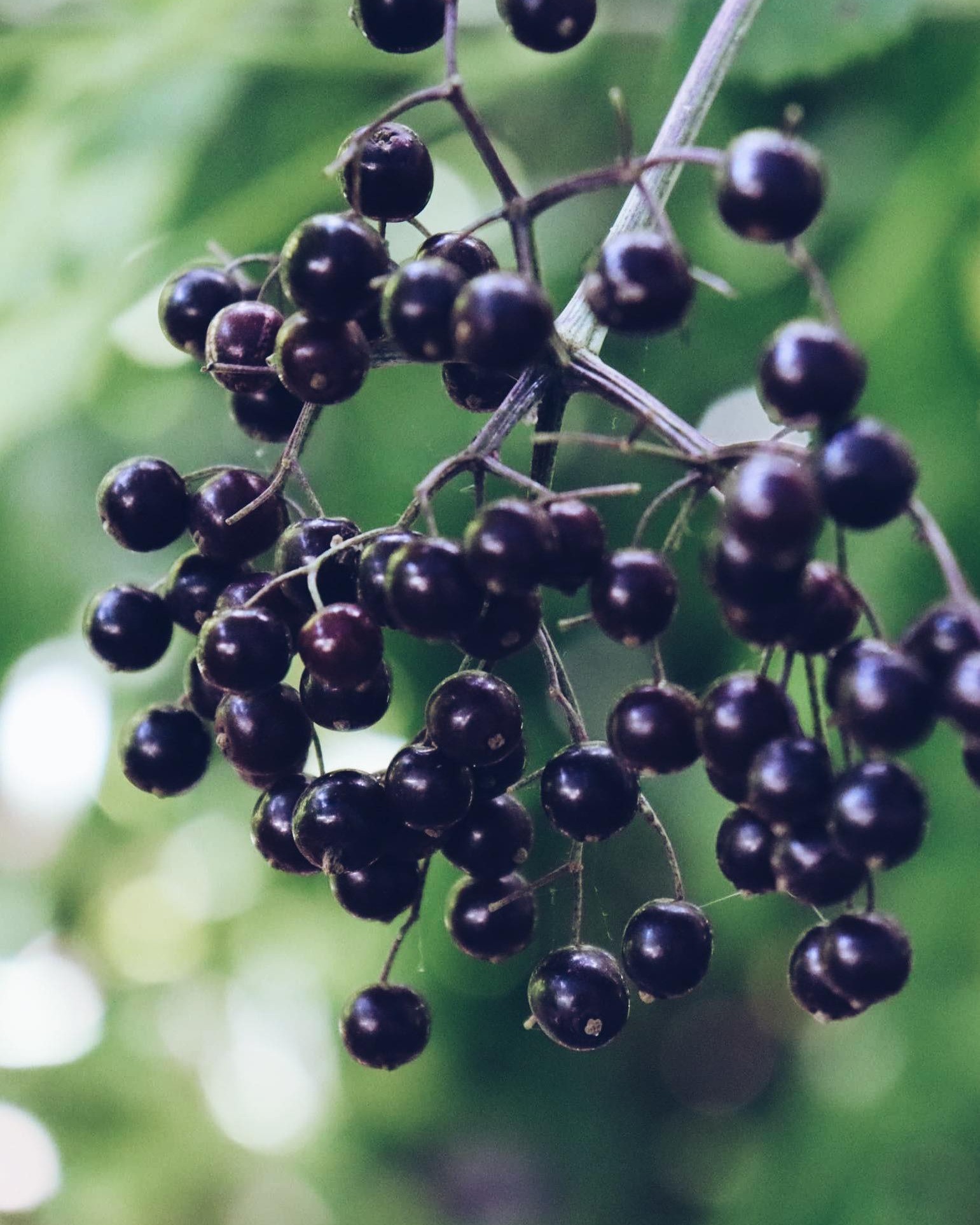 Elderberry (Sambucus spp.)