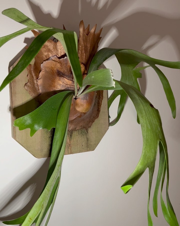 Staghorn Fern (Platycerium bifurcatum)