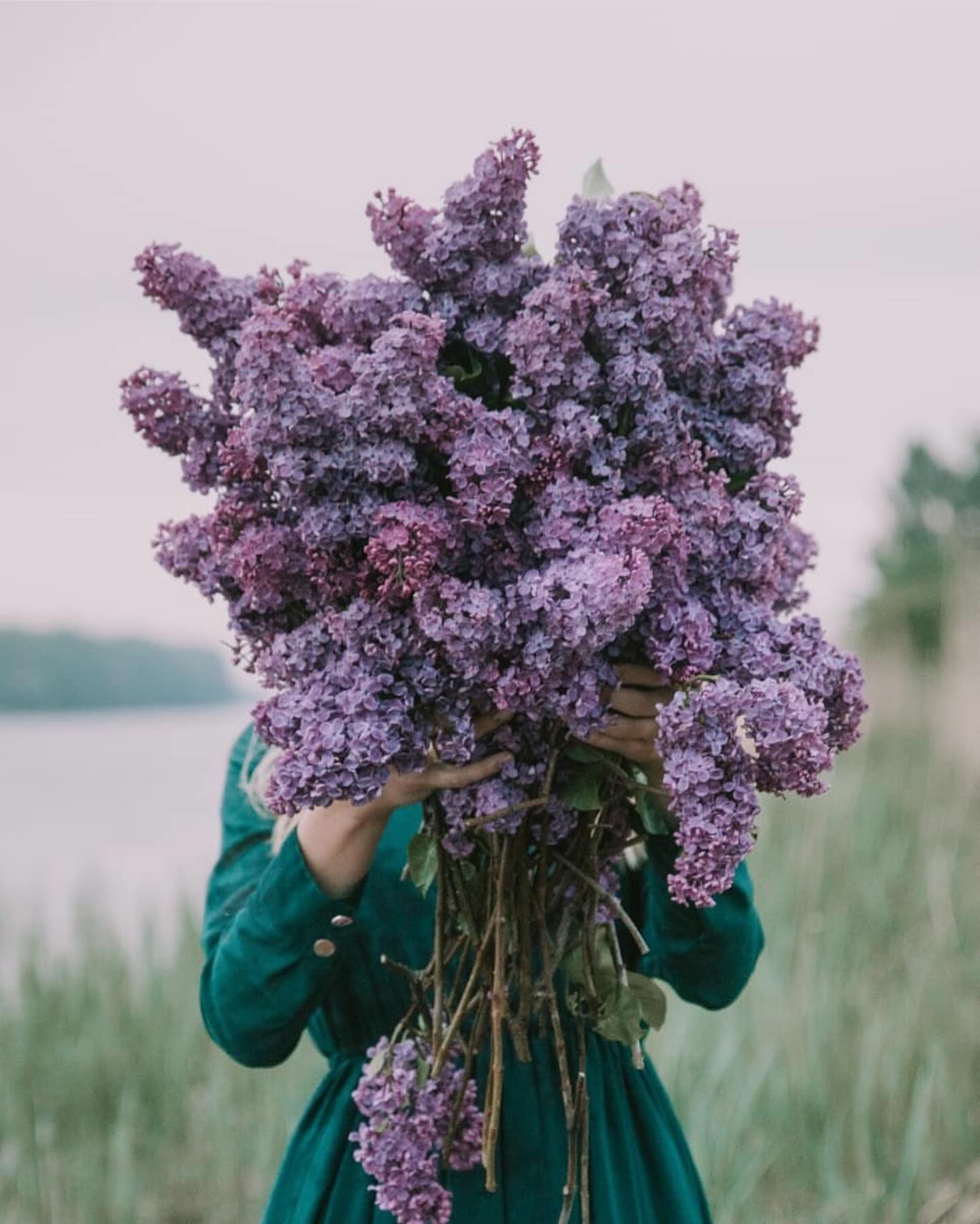 Lilac